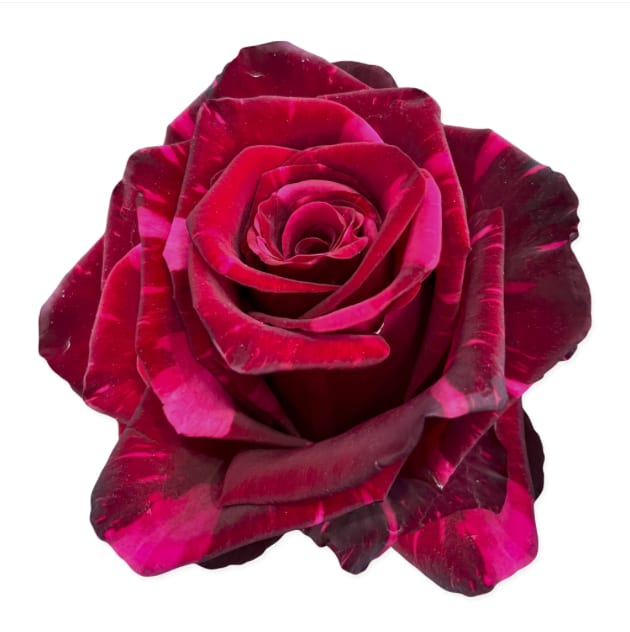 PREMIUM PANTHER ROSE design - These exotic roses are a gem.