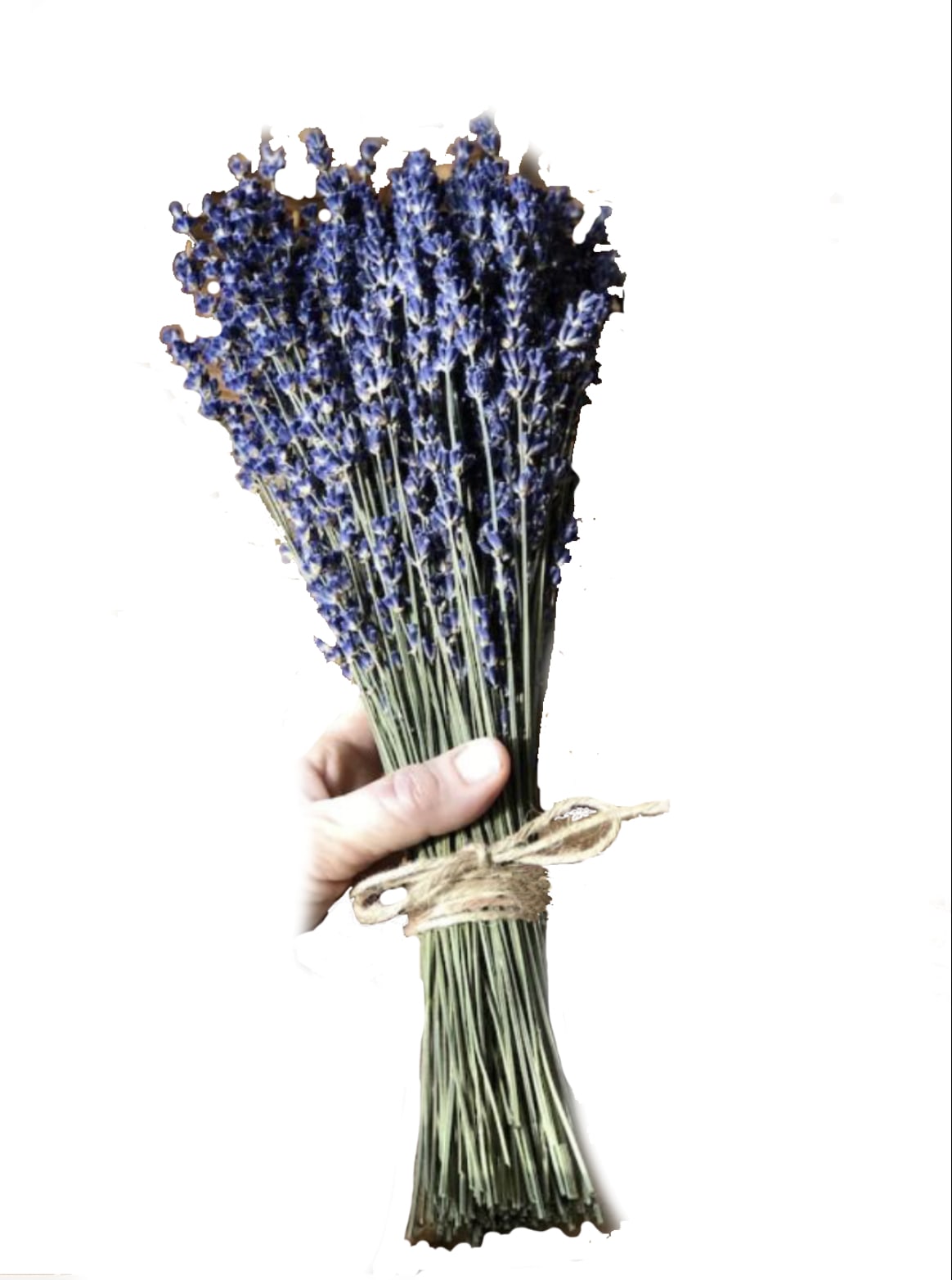 SINGLE lavender bunch - Dried bunch 50 stems Hidcote tied with twine.  Lavender Benefits  Lavender is said to be good for:  Relaxation  Sleep  Reducing stress and anxiety Calming the mind.  Lavender has been known for centuries to boost your immune system, Reduce blood pressure and heart rate, relieve headaches, asthma, cold, and flu symptoms, and reduce hot flashes and chills.  It is an antiseptic, antibiotic, antidepressant, and sedative that aids in detoxification, digestion, and heals cuts, burns, bruises, bites, and sunburn.  Lavender is great for soothing and moisturizing your skin and scalp, and is known to have anti-aging benefits and reduces excess oils and acne.