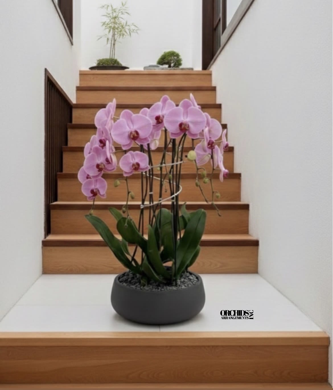 Pink Orchid Plant - A high quality Four pink orchids arrangement with a vase 12.5" D X 5" T. An orchids arrangement deliver for any occasion design with fresh natural real beautiful Phalaenopsis cascade orchids plants minimalist decor.