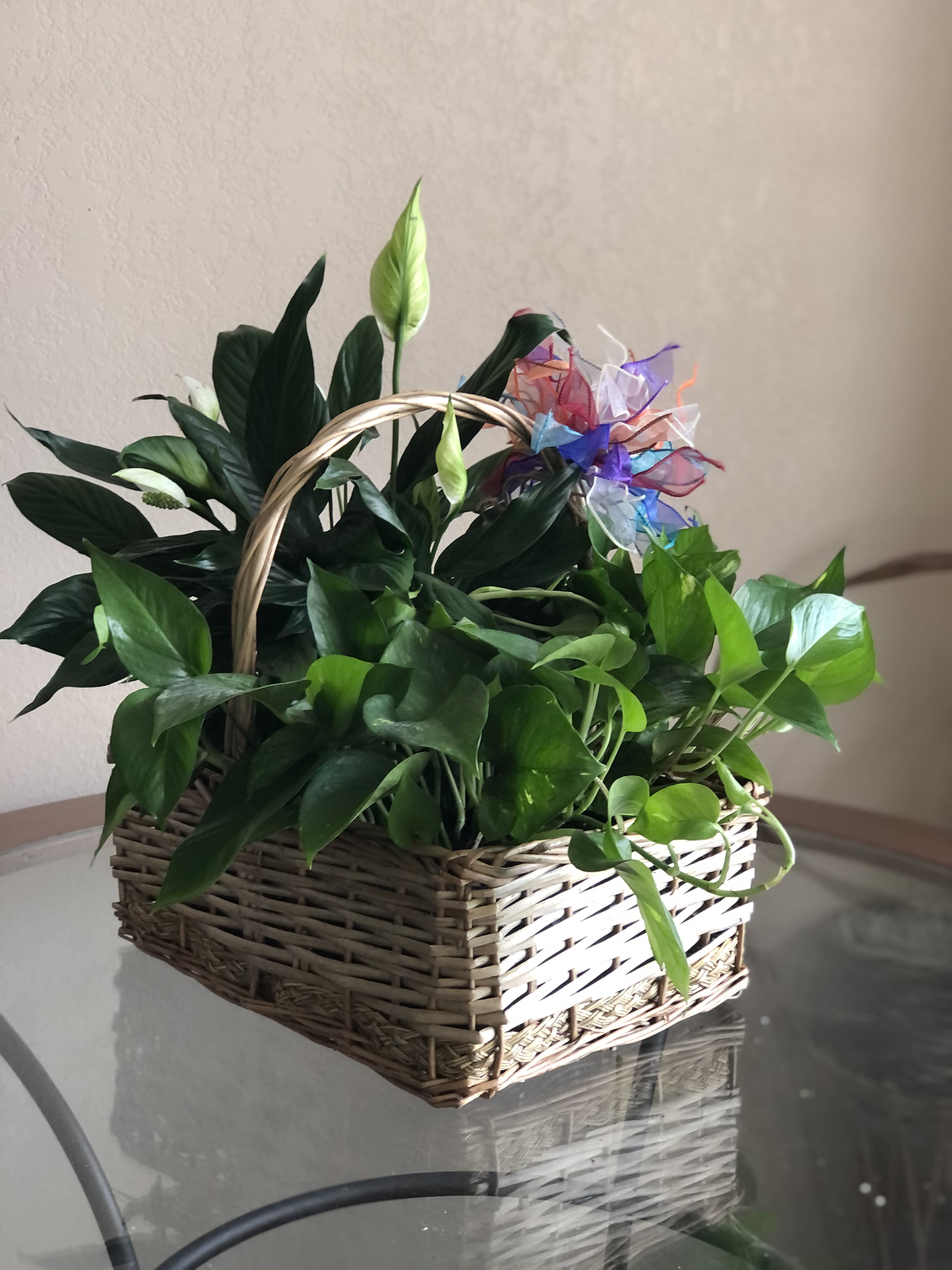 Basket Dish Garden - Carry this garden anywhere! It's brimming with ivy, fern, dieffenbachia, dracaena, palm and polka dot plants, topped off with a kicky kalanchoe.