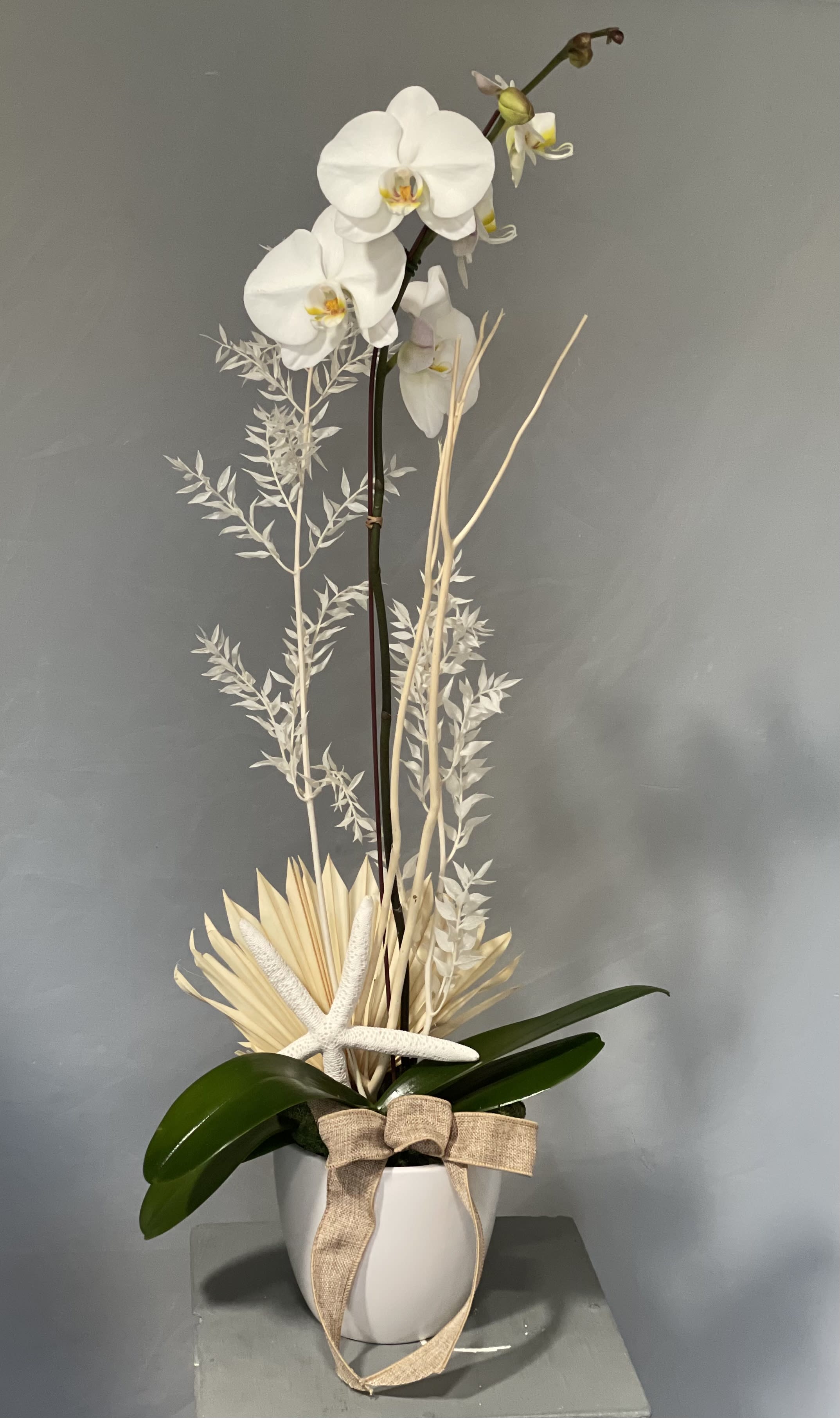 Boho Orchid Planter - Gorgeous Phalenopsis orchid set in to white pot with bleached rusckus bolsa branch, starfish &amp; moss.  Makes for a beautiful and long lasting gift. Due to covid related shortages we may not be able to match the arrangement exactly.  Containers or flowers may substituted at designers discretion. Thank you for your understanding.