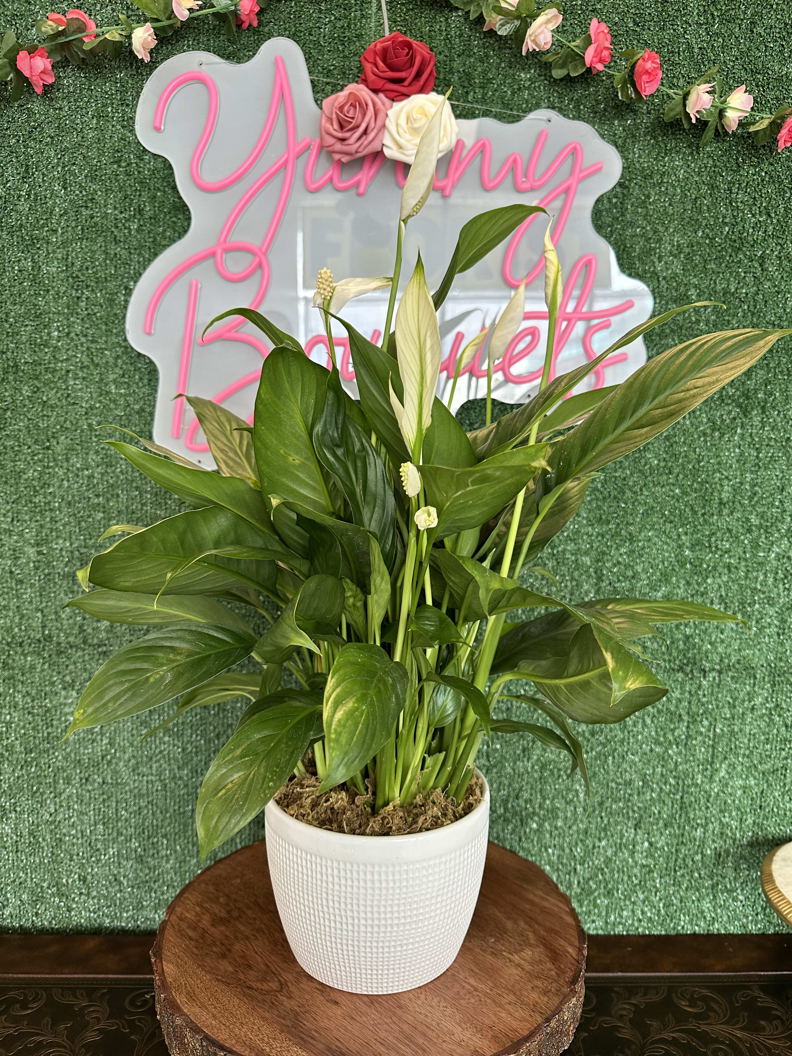 Peace lily plant - Green Leaves and white flower. Vase/Pot substitution may apply