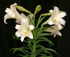 Easter Lily Plant Basket - Lily Plant Basket - arrives in decorative plant basket.    