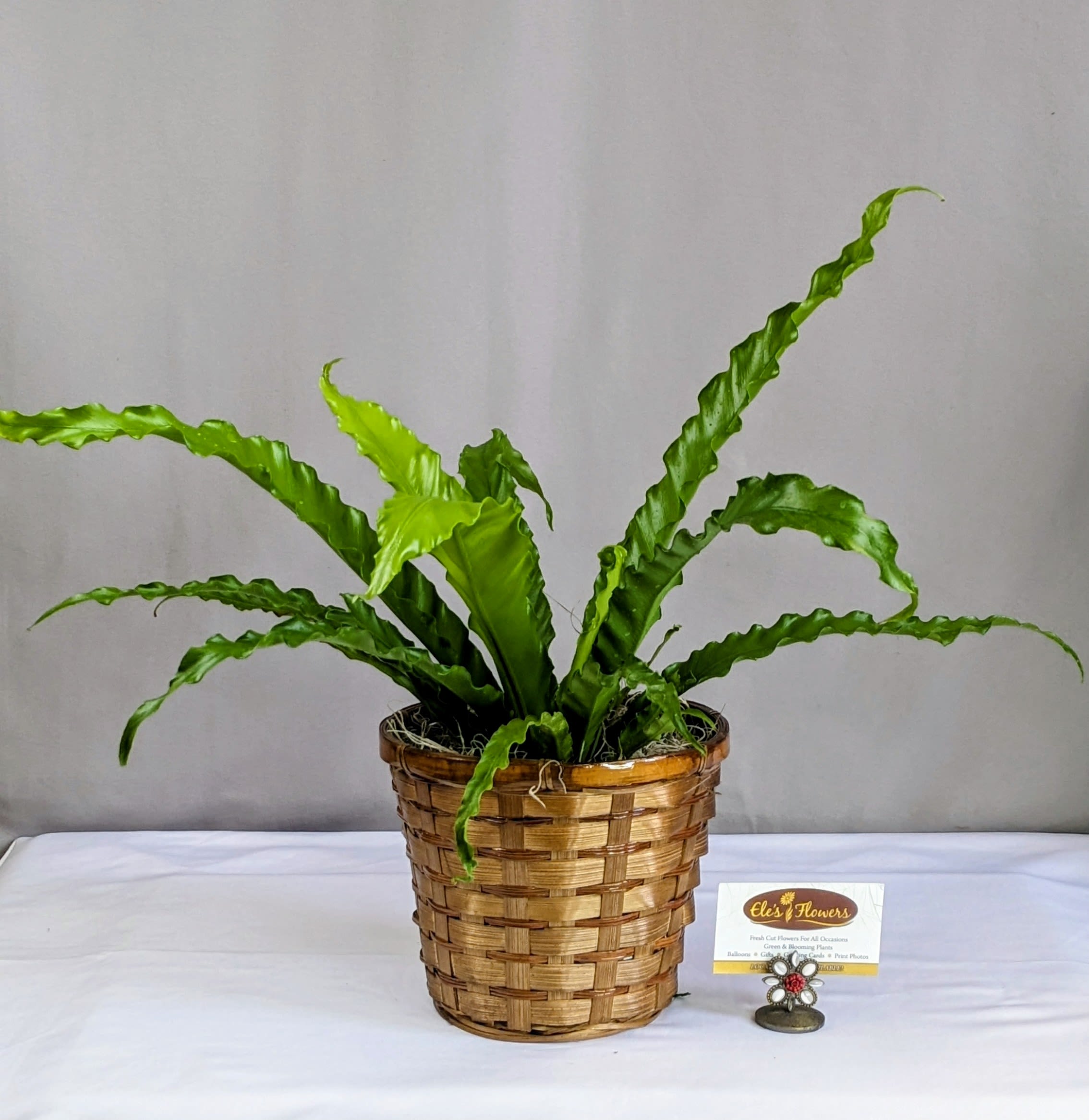 Birds Nest Fern - 6" Planter - Add a touch of tropical charm to your space with the lush, vibrant Bird’s Nest Fern. Known for its striking, wavy fronds that resemble a nest, this easy-care plant thrives in indirect light and brings a fresh, organic feel to any home or office. Its glossy, bright green leaves create a bold, sculptural look, making it a perfect statement piece for plant lovers. With minimal maintenance required, the Bird’s Nest Fern is an excellent choice for adding natural beauty and a calming presence to your indoor space.  Approximate Dimensions: 13"H x 20" W