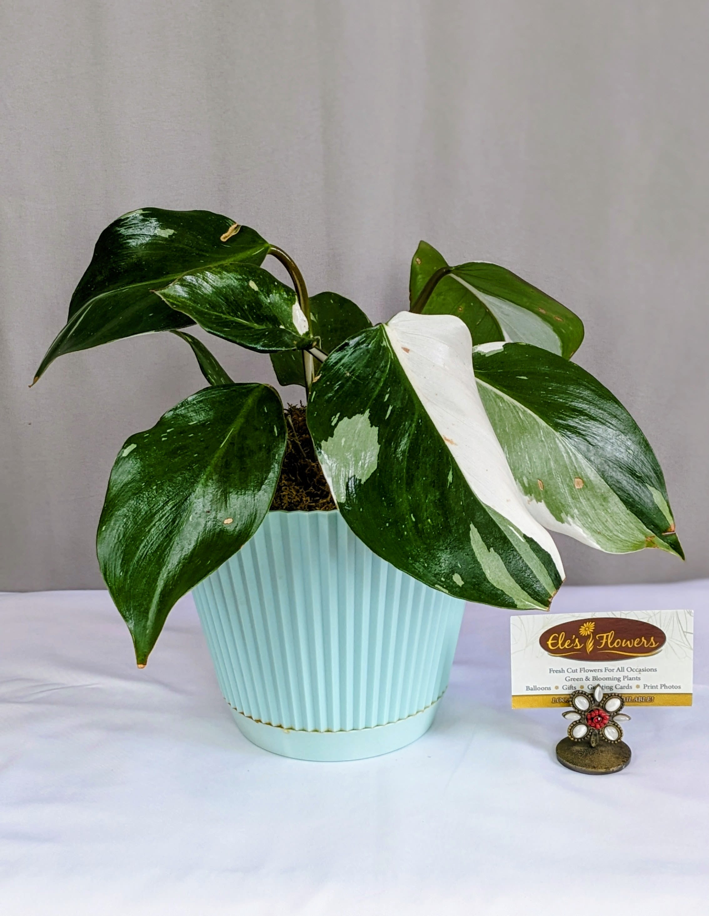 Philodendron White Knight - 6" Planter - The White Knight Philodendron is a striking houseplant prized for its bold, dramatic foliage. Each deep green leaf is splashed with crisp white variegation, creating a high-contrast look that feels both modern and collectible. Presented in a light blue decorative plastic planter, this plant offers a fresh pop of color that beautifully complements its elegant leaves. Easy to care for and full of personality, the White Knight makes a standout addition to shelves, desks, or plant collections—and a thoughtful gift for any plant lover.  Approximate Dimensions: 12"H x 12"W