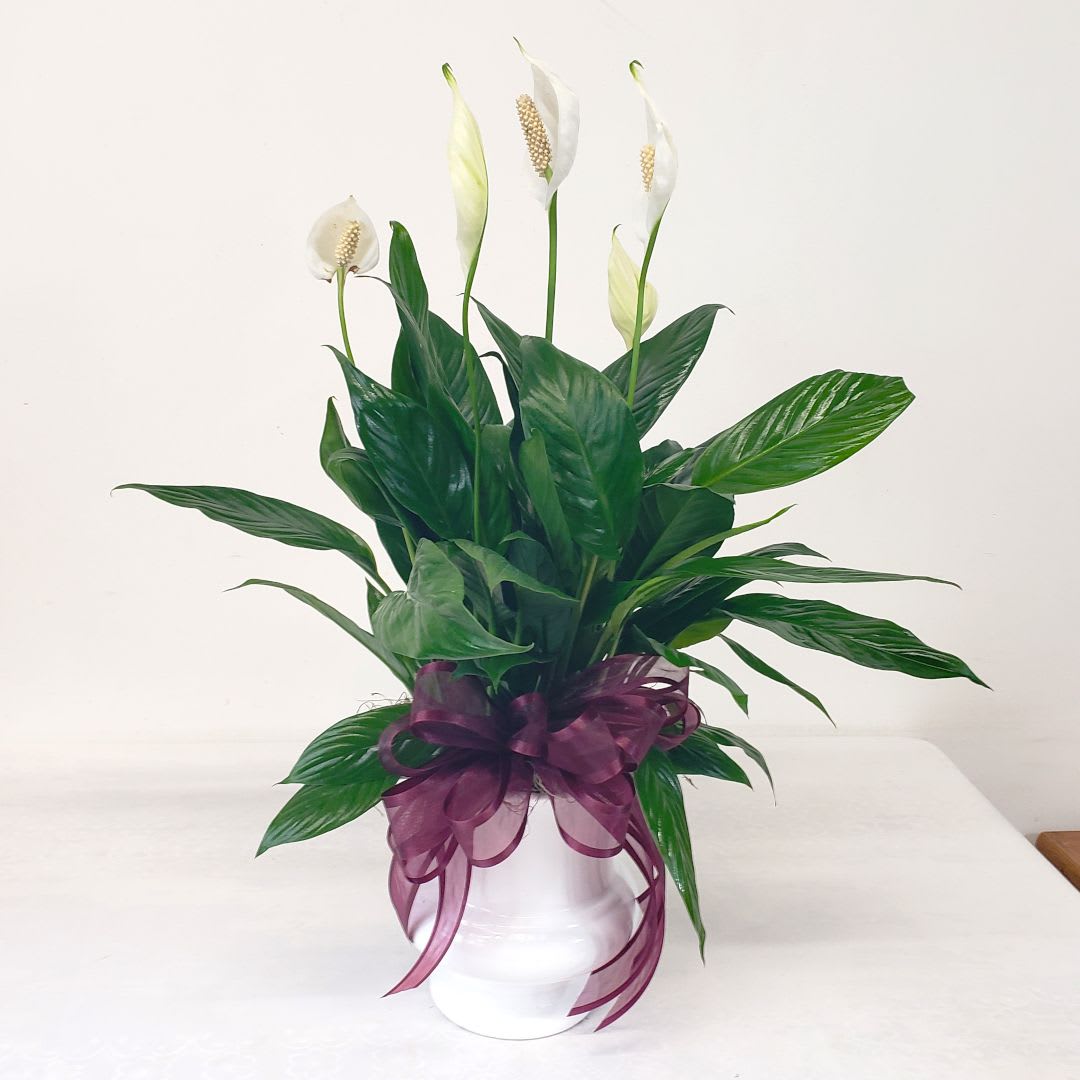 Medium Peace Lily - A traditional and cherished gift, the peace lily symbolizes the rebirth of a soul. Delivered in 6" basket and includes a hand-tied bow.  If you have a ribbon color preference, indicate such in the Florist Instructions box during checkout. Container styles and color varies. NOTE: The flowers of the plant, or "spathes", vary in number and size from that pictured. Blooming occurs in the spring and fall, and a well cared for plant will continue to bloom throughout the seasons for many years.