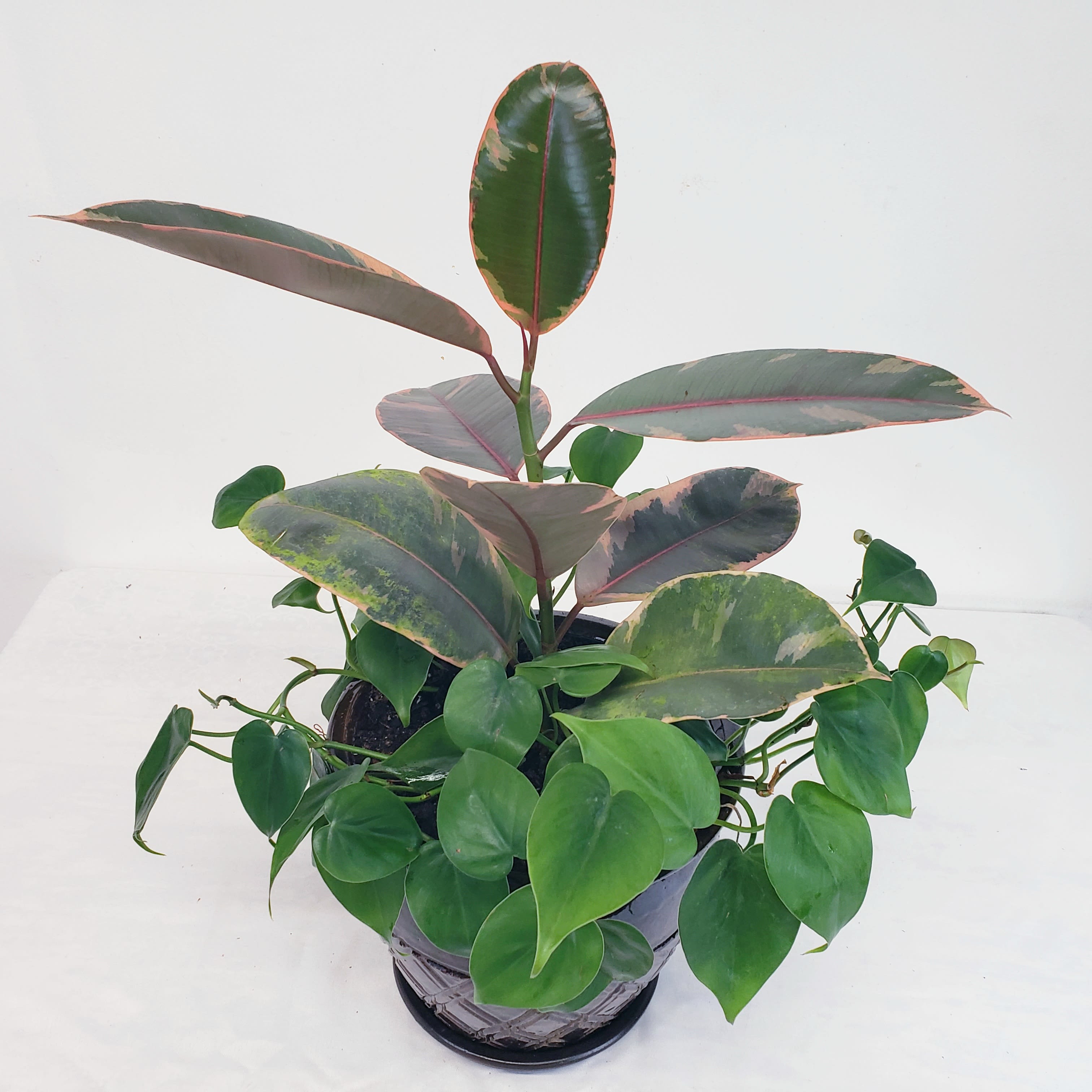 Ficus Ruby - A wonderful indoor plant with red, pink, and cream edging on the leaves. A slow growth variety which can reach 6-10 ft. tall indoors. Prefers bright, indirect light, though morning or evening sun is beneficial for more brilliant coloration. Provide it with moist, not soggy soil, and a draft-free location for a happy, healthy plant. Comes in an 8" ceramic planter with ground cover pothos. 