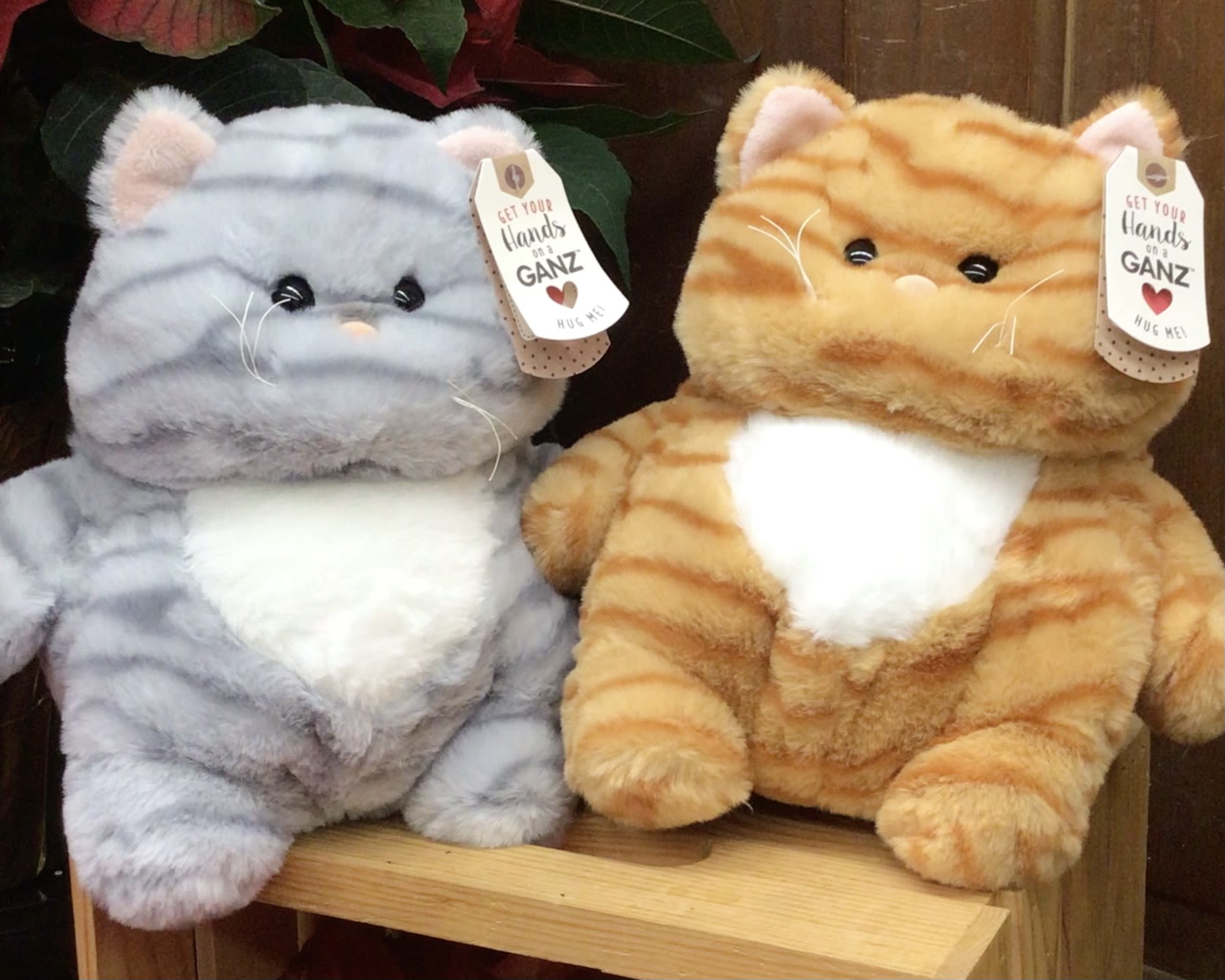 Kool Kitties - Soft, cuddly plush kitty