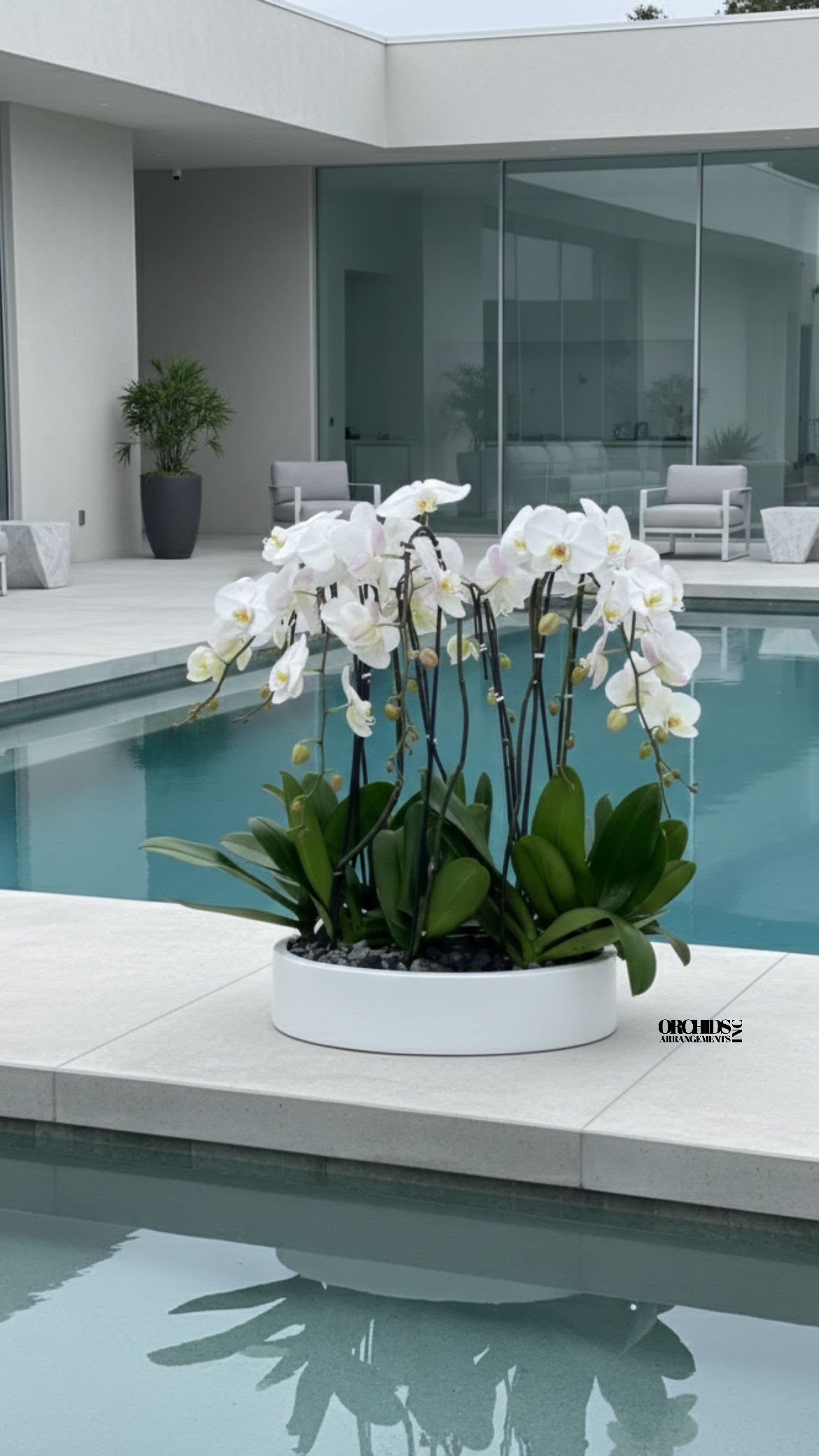 White Orchid Same Day Flowers - A high quality Twelve white orchids arrangement with a vase 19.5" D X 4" T. An orchids arrangement deliver for any occasion design with fresh natural real beautiful Phalaenopsis cascade orchids plants minimalist decor. 