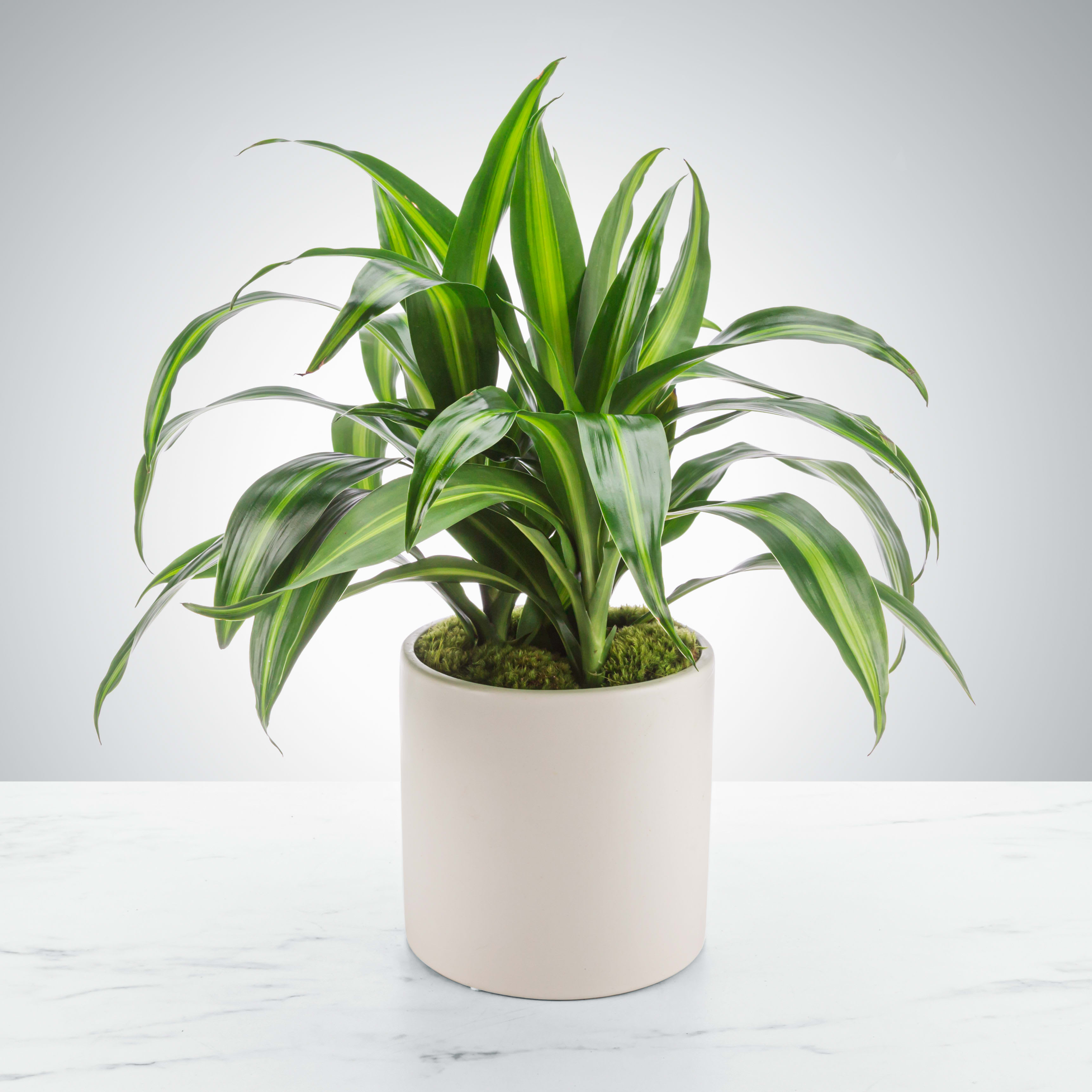 Potted green houseplant with long striped leaves in a white ceramic cylinder pot