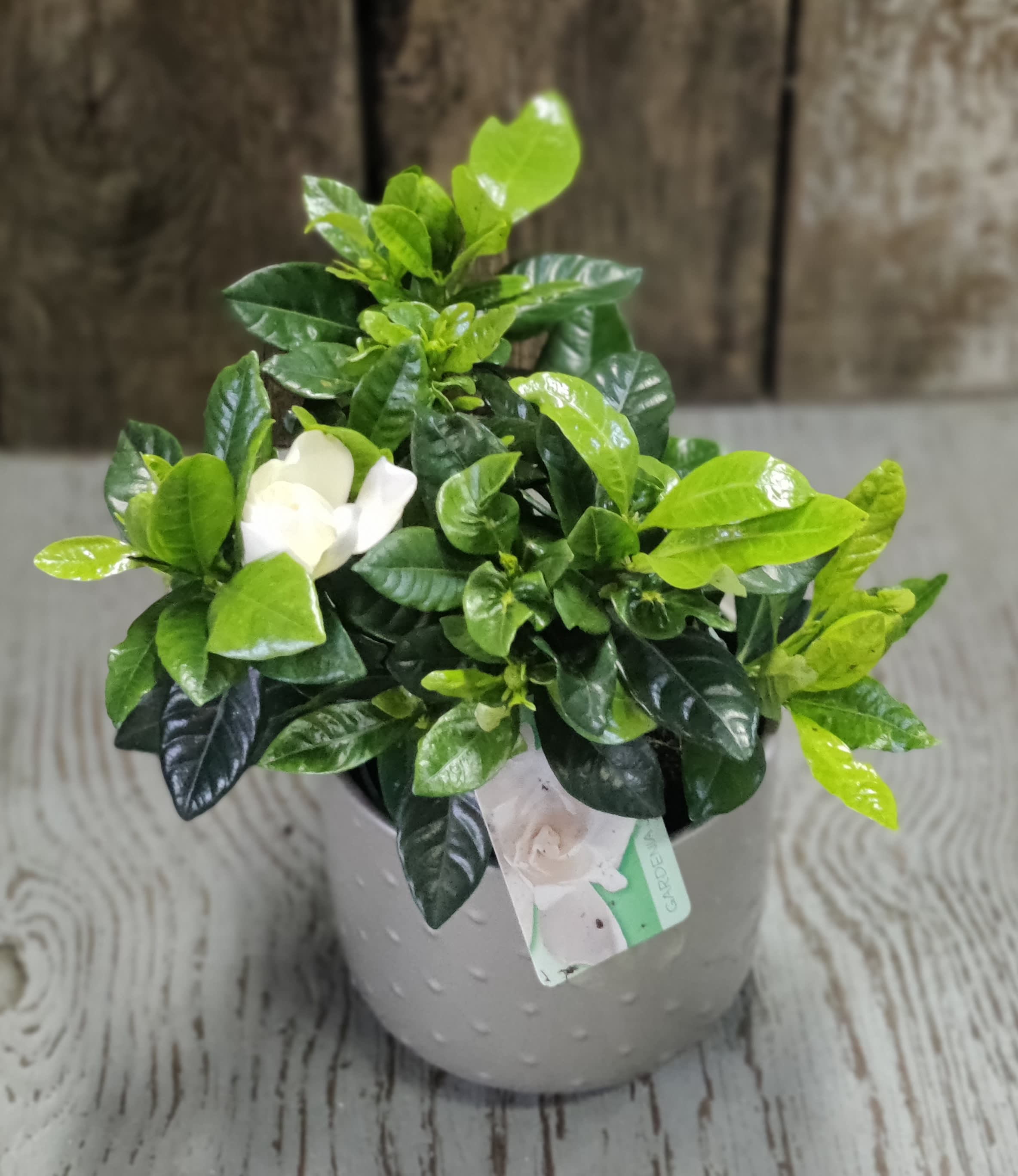 Gardenia  - Enjoy a fragrant gardenia in a decorative pot 