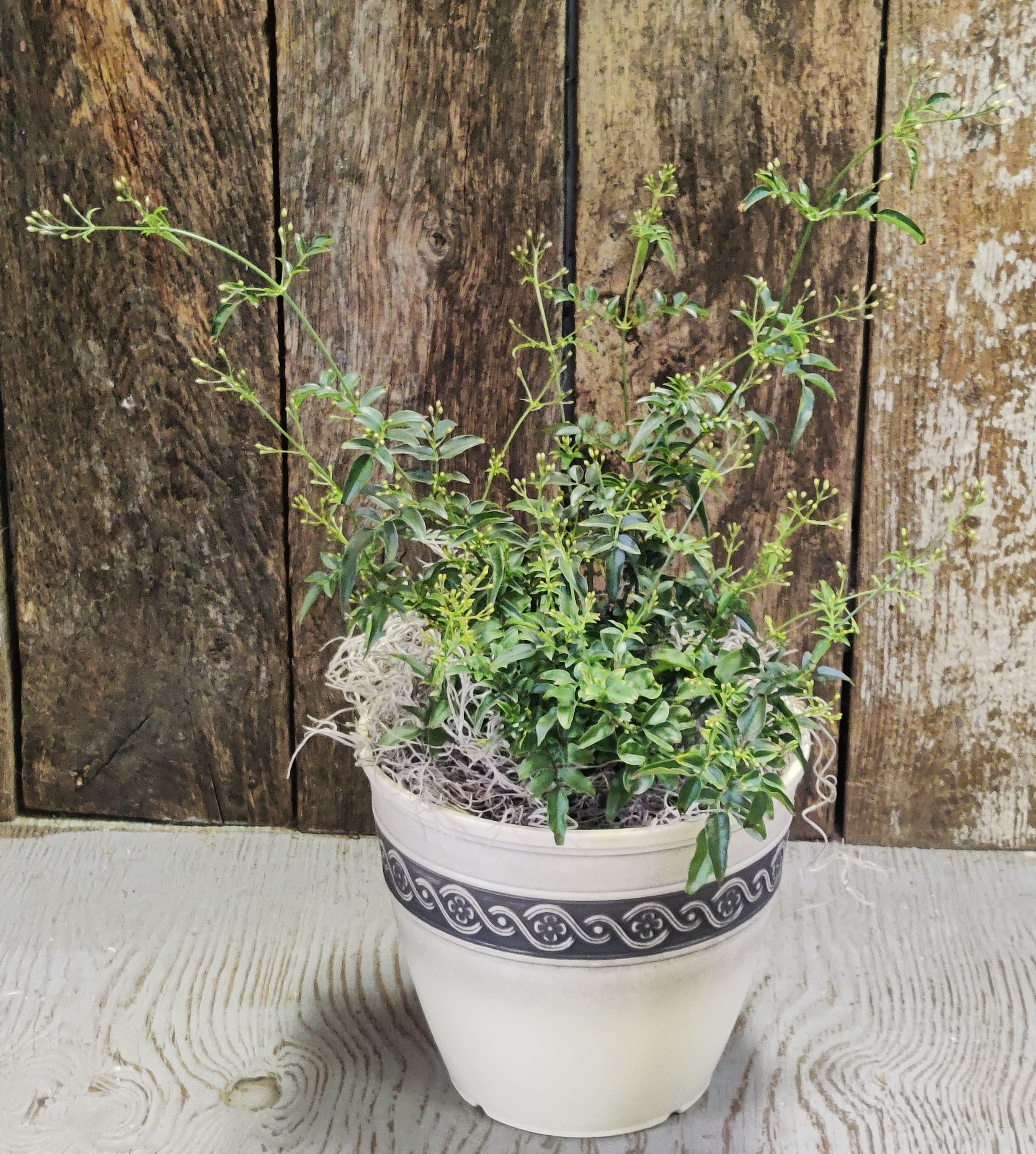Jasmine Plant - Enjoy a fragrant jasmine plant in a decorative pot. 