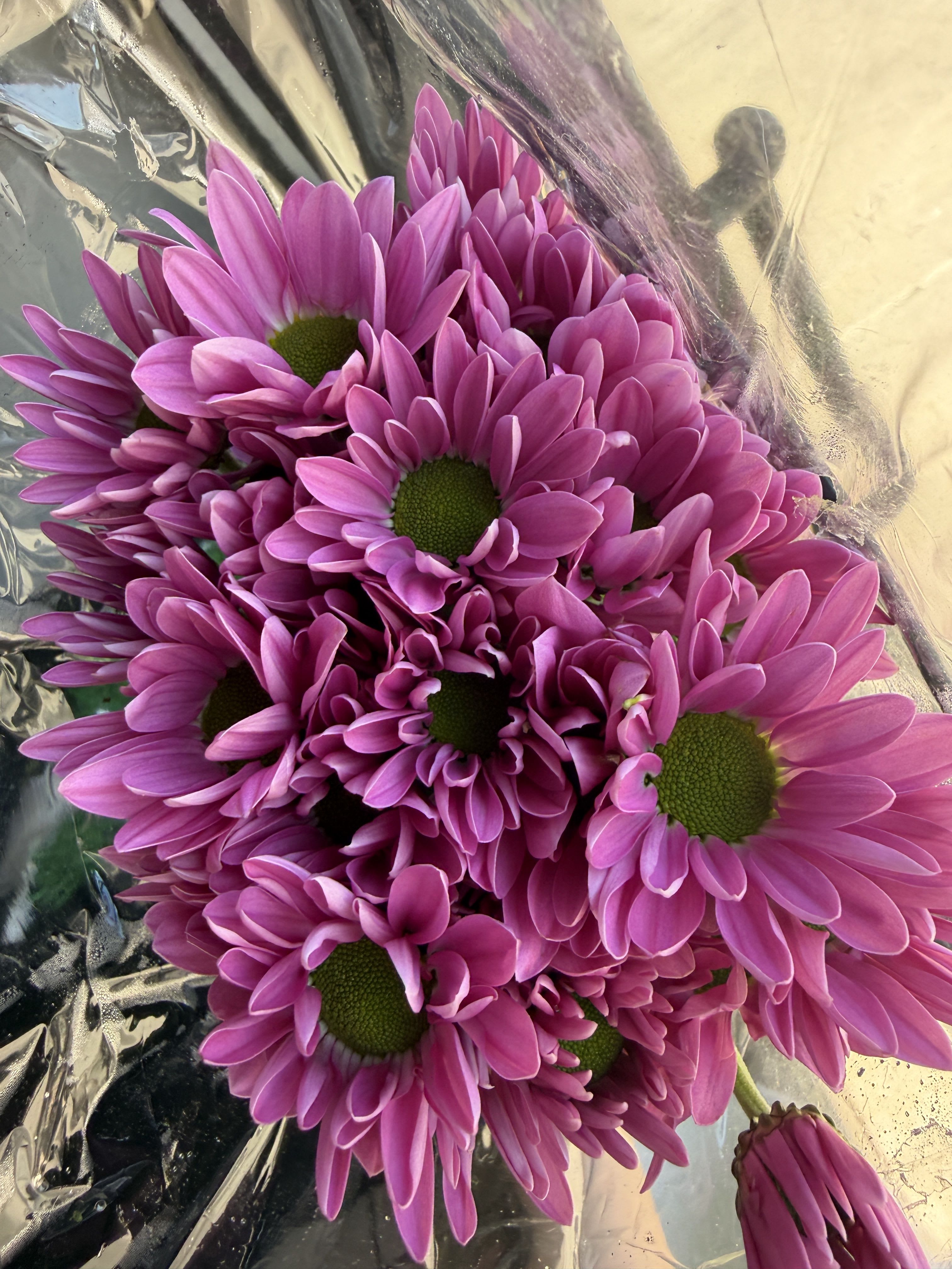 Daisy - pack of 5 stems color pink Rhianna. wholesale packs do not qualify for design work.