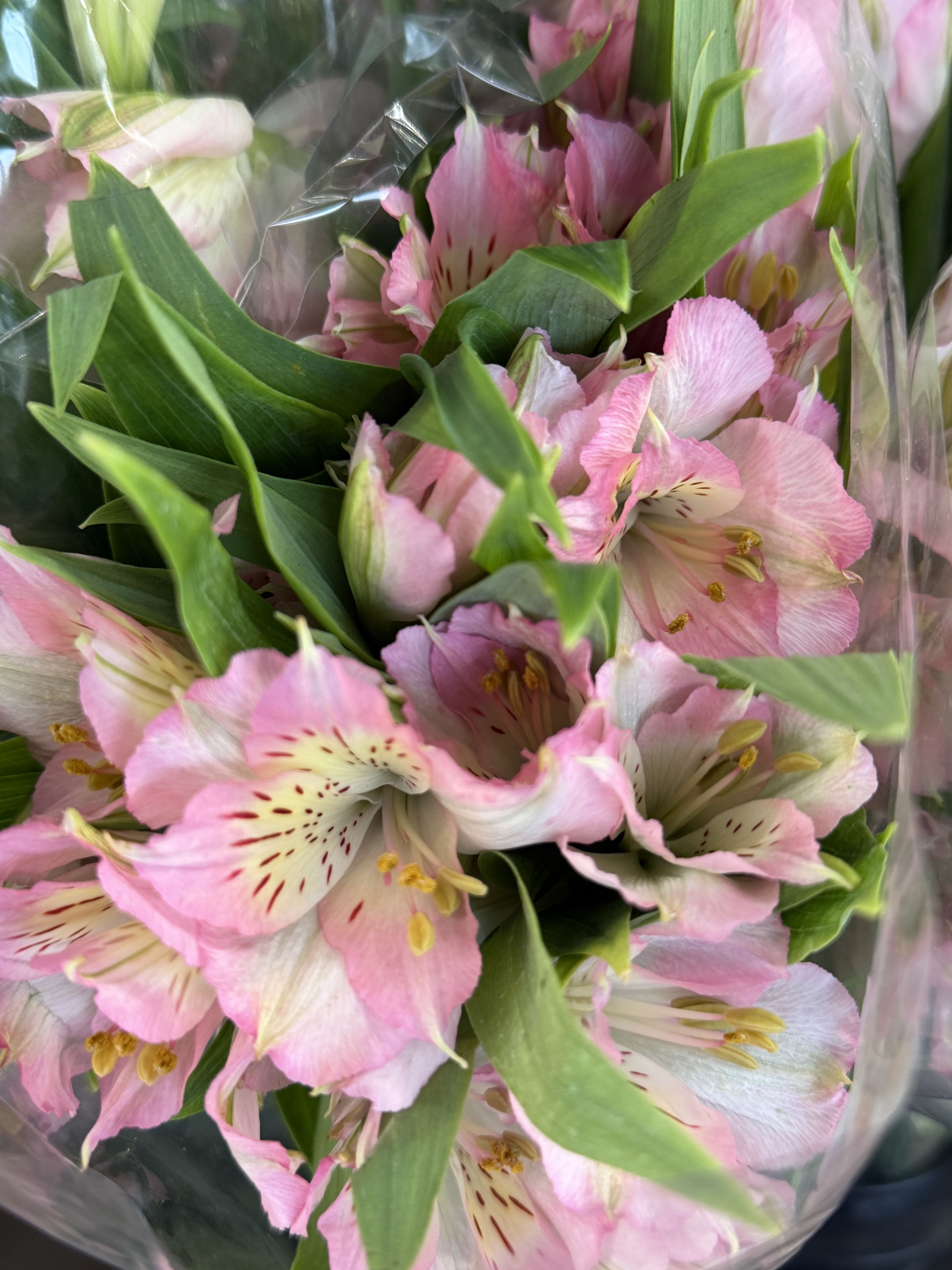 Alstromeria - 5 wholesale stems of Alstromeria in color Light Pink Dubai. wholesale pricing is not eligible for designing