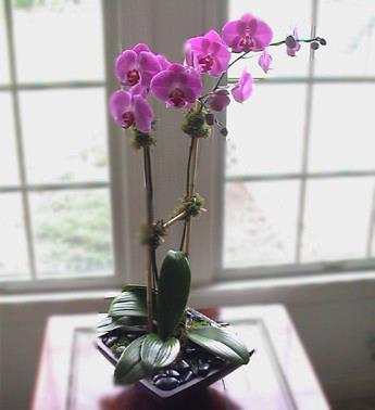 Double Stem Orchid - This beautiful two stem Orchid plant is placed in a black square bowl and covered with river rocks.  Dressed in moss and bamboo to compliment the sleek elegant look. 