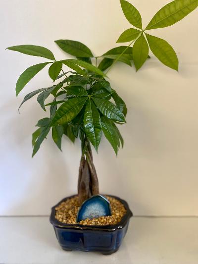 Show Me The Money - 8 inch money tree with sliced agate accessory set in cermic vessel and stone.