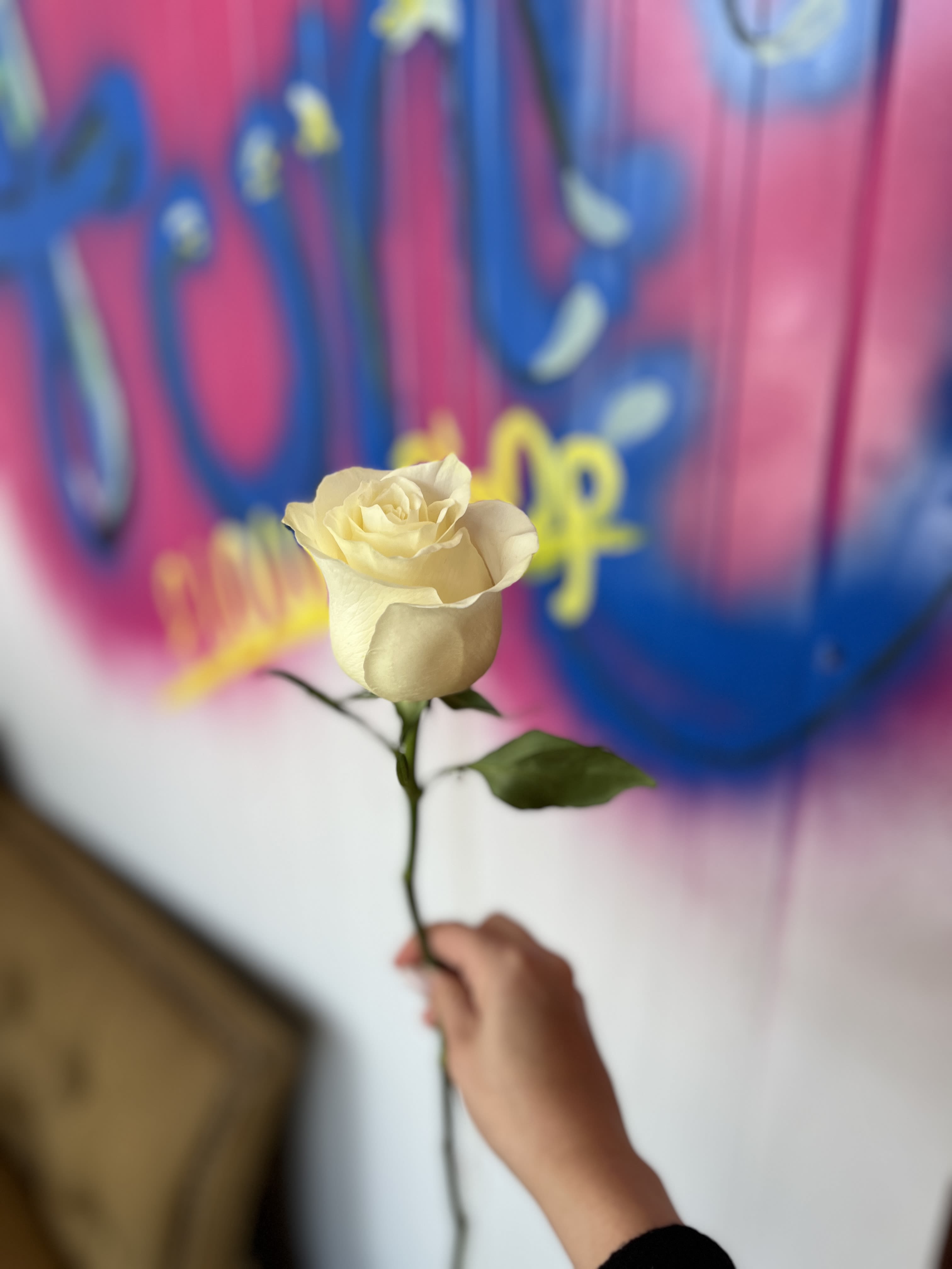 By the stem: White Mondial rose - long stemmed white Mondial rose