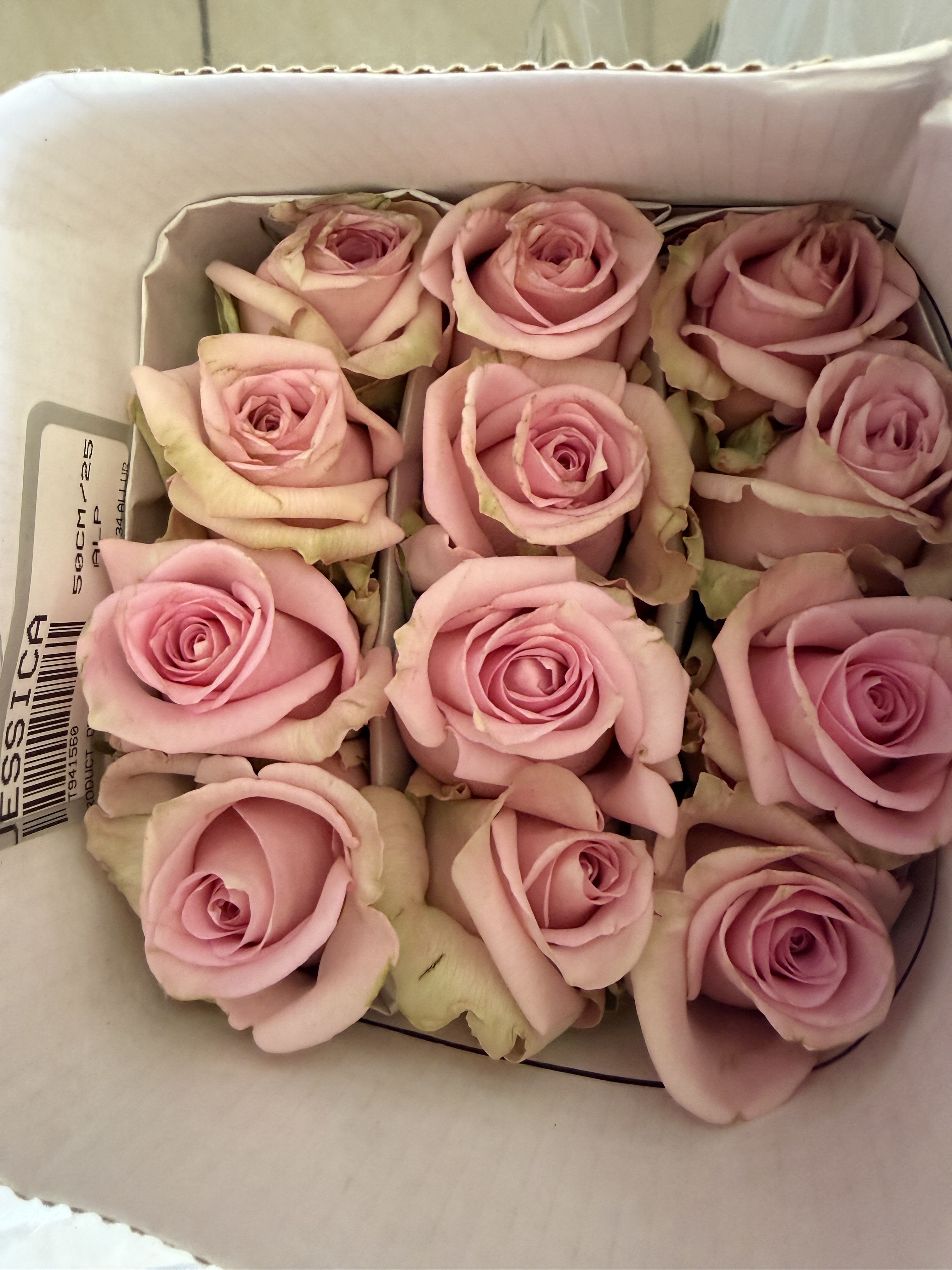 wholesale: pink long stemmed roses - 25 premium long stemmed roses in the color Jessica. wholesale packs not eligible for designing.