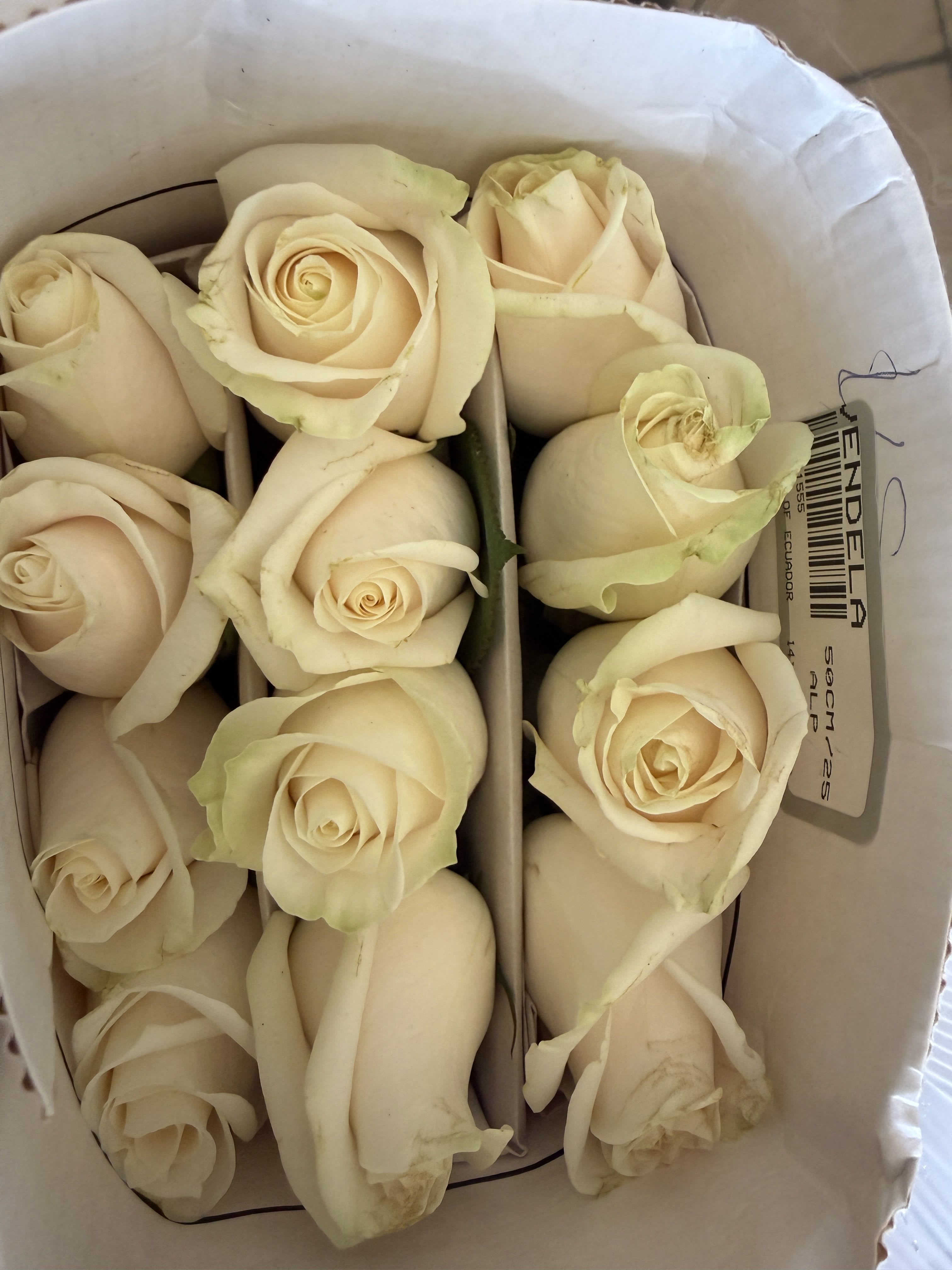 Wholesale roses mondial 25 stem pack - 25 long stemmed Ecuadorian roses in the color vendela white