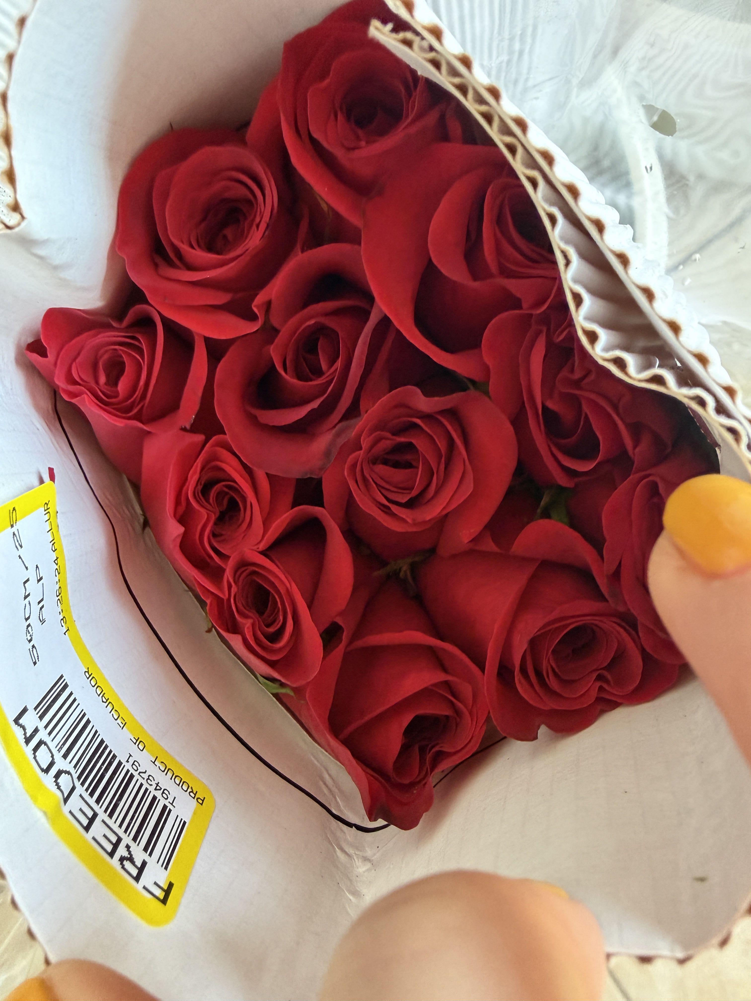 25 ct ecuadorian red roses  - pack of 25 red rose stems in the shade " freedom" 
