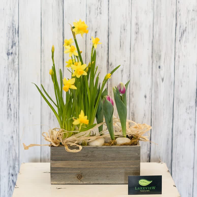 Bound - spring bulb European garden in a wood box decorated with a raffia bow and river rocks. 
