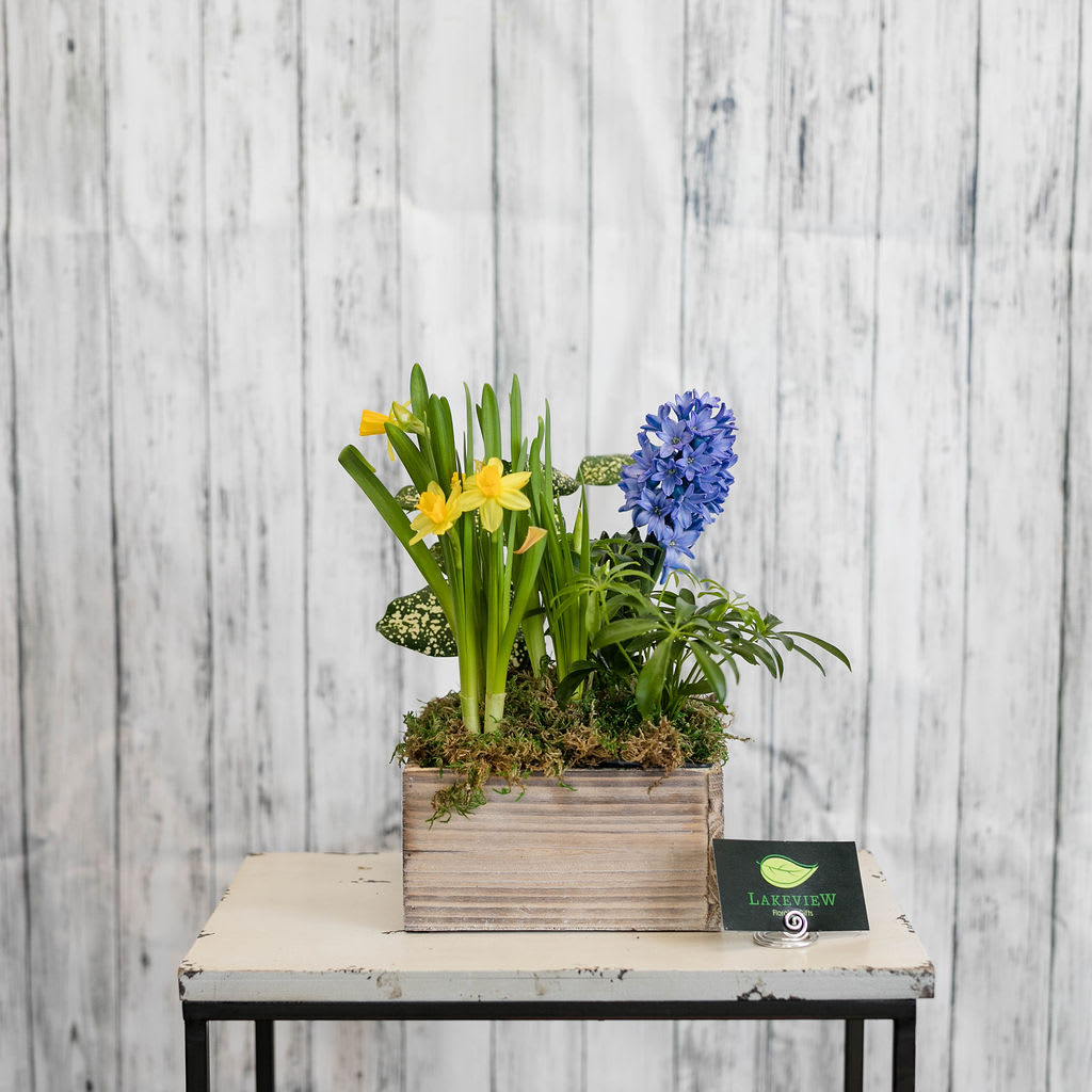 Budding - Lush spring daffodils and flowering hyacinth are arranged together, with 4" green plants, in a white washed wooden box. A long lasting gift!  Approximate dimensions: 12" H x 7" W x 7" D