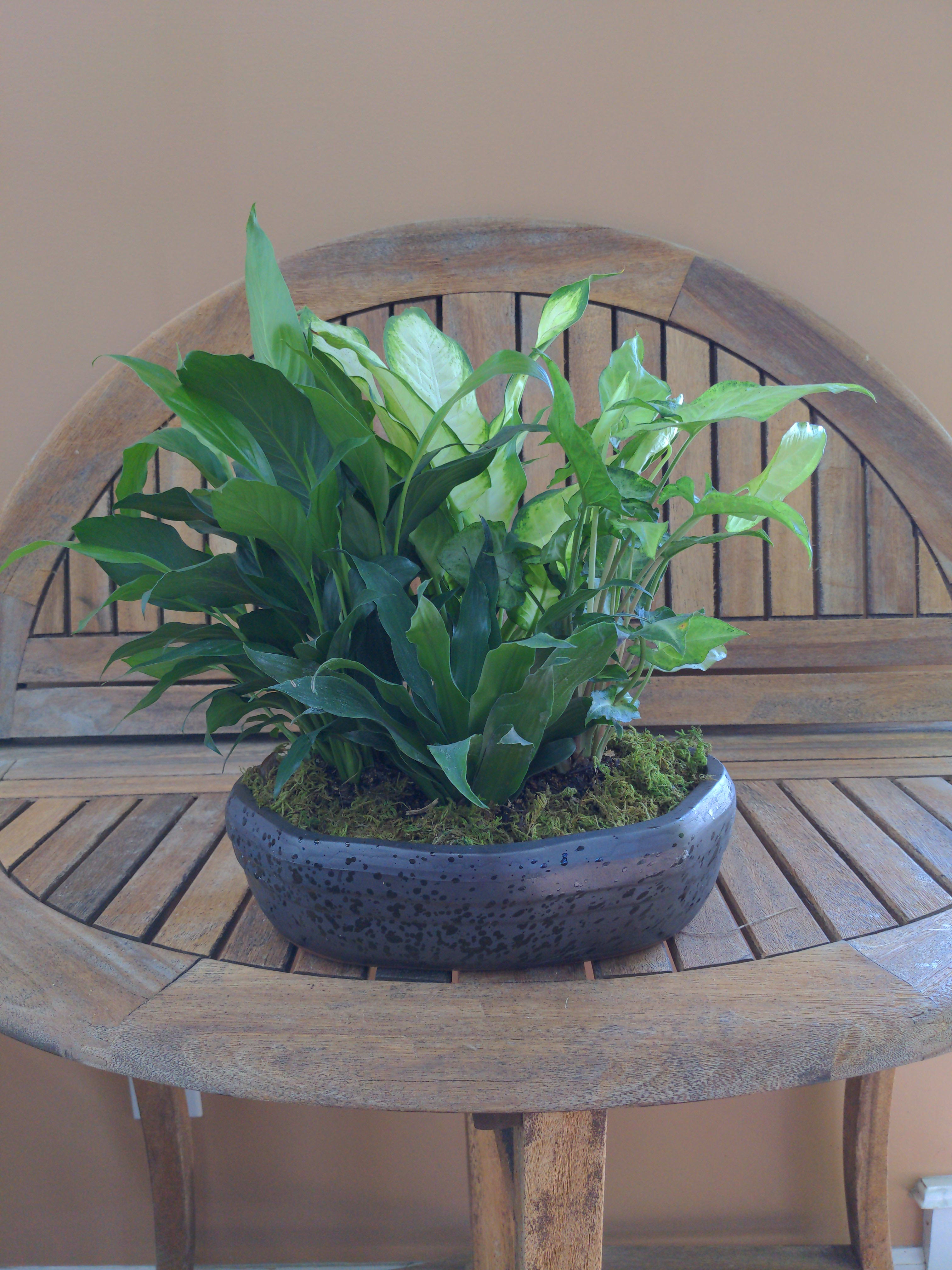 DG85 Dish Garden In Ceramic container  - Dish Garden In Ceramic container. Plants &amp; Container may verify.  May Be Different Than shown But Size Will Be The same