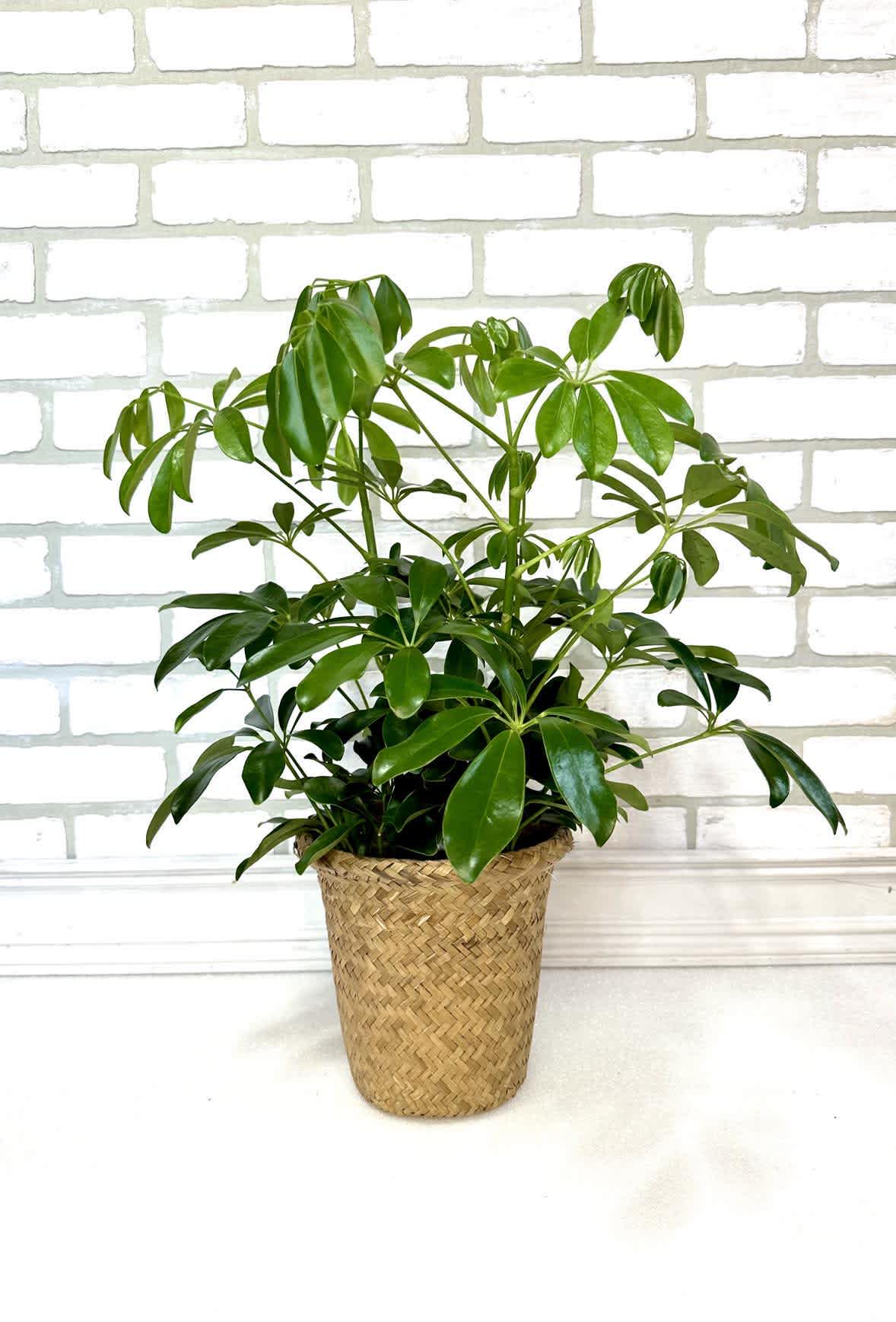 Schefflera Plant - A plant with round leaves that give this beauty a fuller look to fill out any space! 