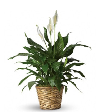 Peace Lilly plant in a basket - A great gift for any occasion - office, hospital, church or home. Easy to take care, water and light is all they need. It can be kept inside,  on your porch, outside on your garden. Container may vary, but plant won't. Pot diameter is 6 inches. H is about 20 inches, W about 10 inches. We will gladly add fresh flowers in water tubes if you request at "special instructions".