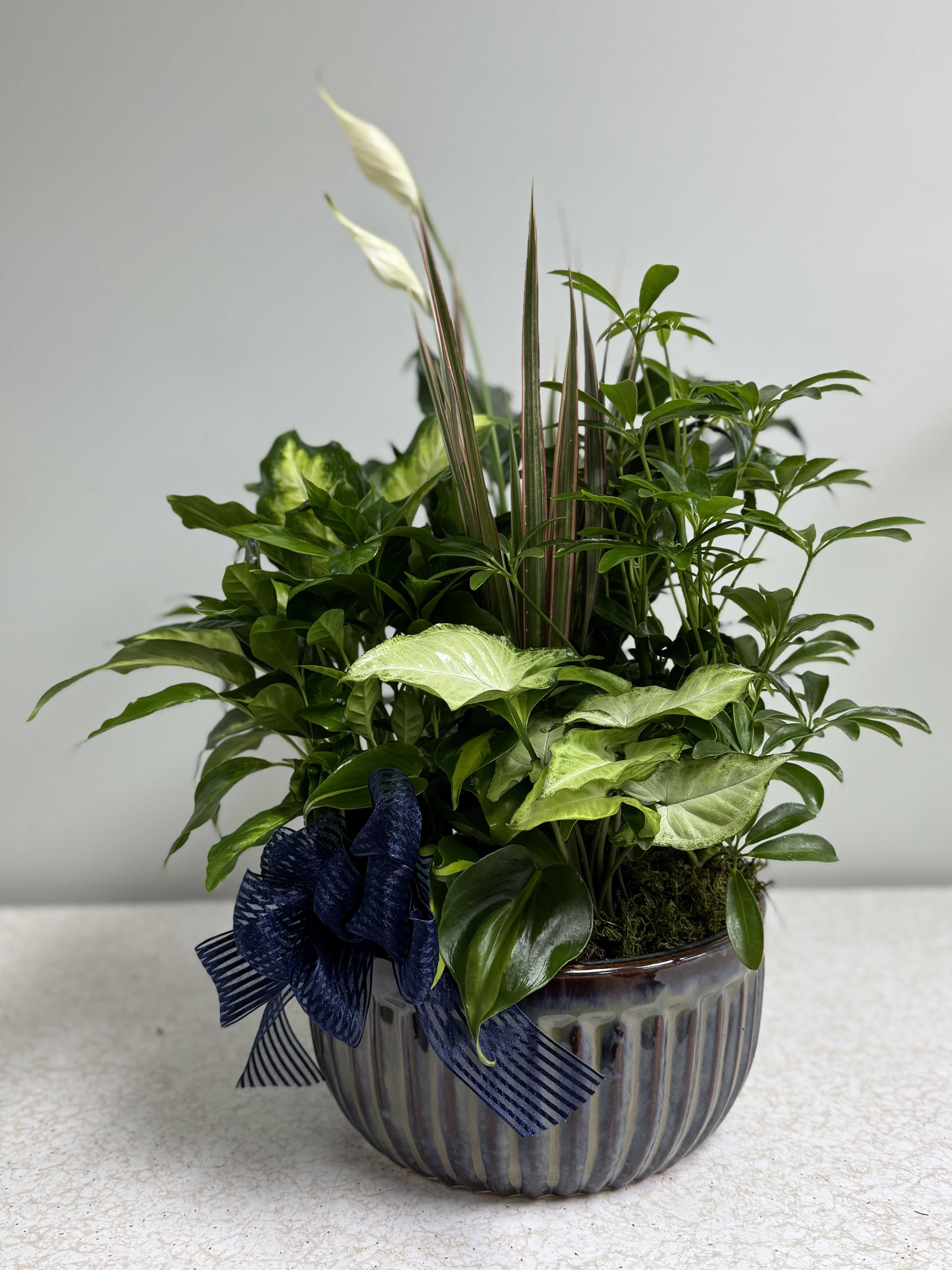 Dish Garden Planter - We carry numerous dish gardens, either blooming in a basket or all green plants in a ceramic dish. Due to how quickly they sell, we cannot present specific dishes for online purchase. You can leave any special requests when ordering. Photos depicted vary in size and price and are for reference. Online orders will be designers choice, so feel free to stop in or call so we can help you more specifically.  