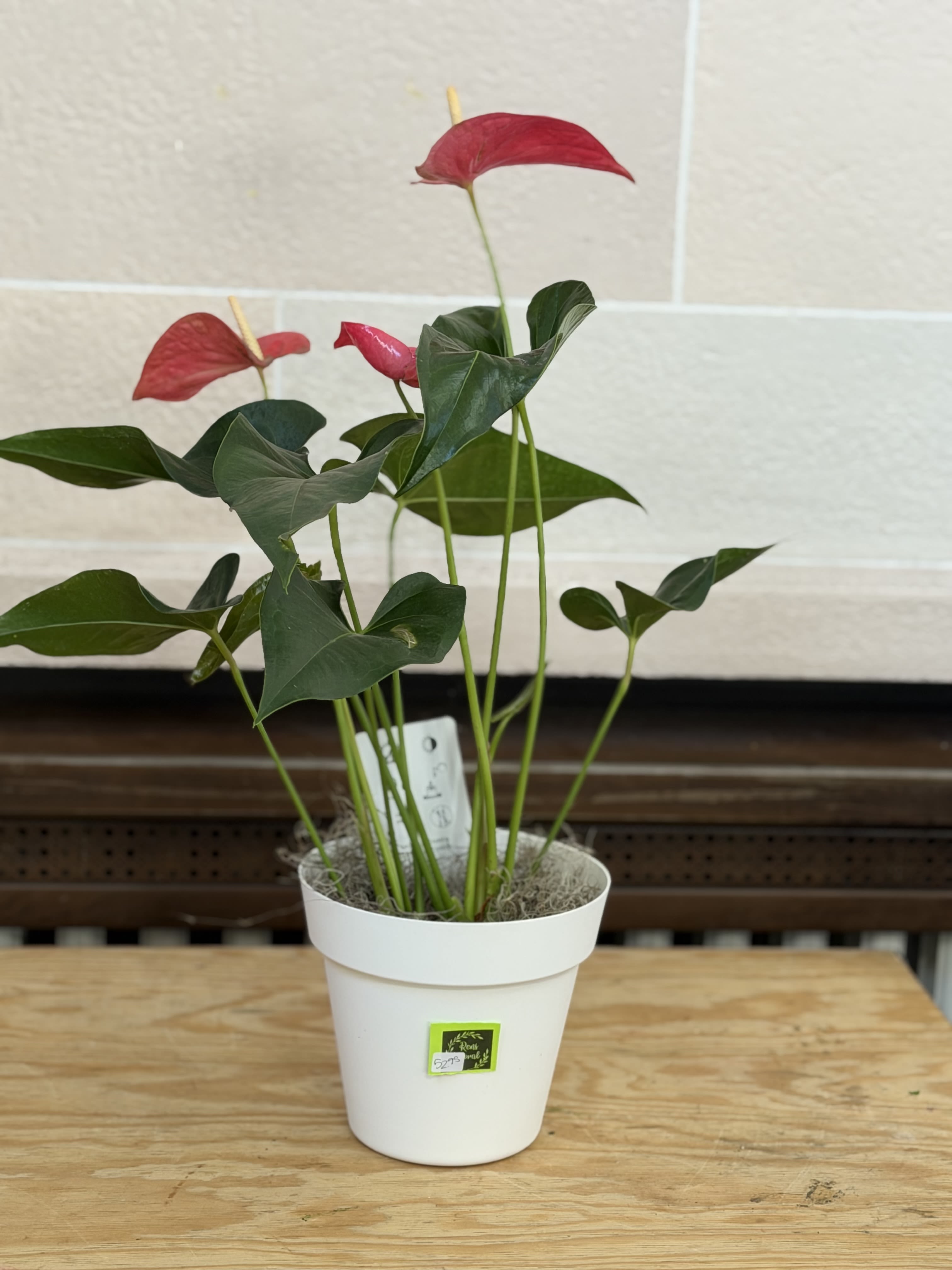 Plastic Pot Anthurium  - A 6" Anthurium plant planted in a white plastic pot. 