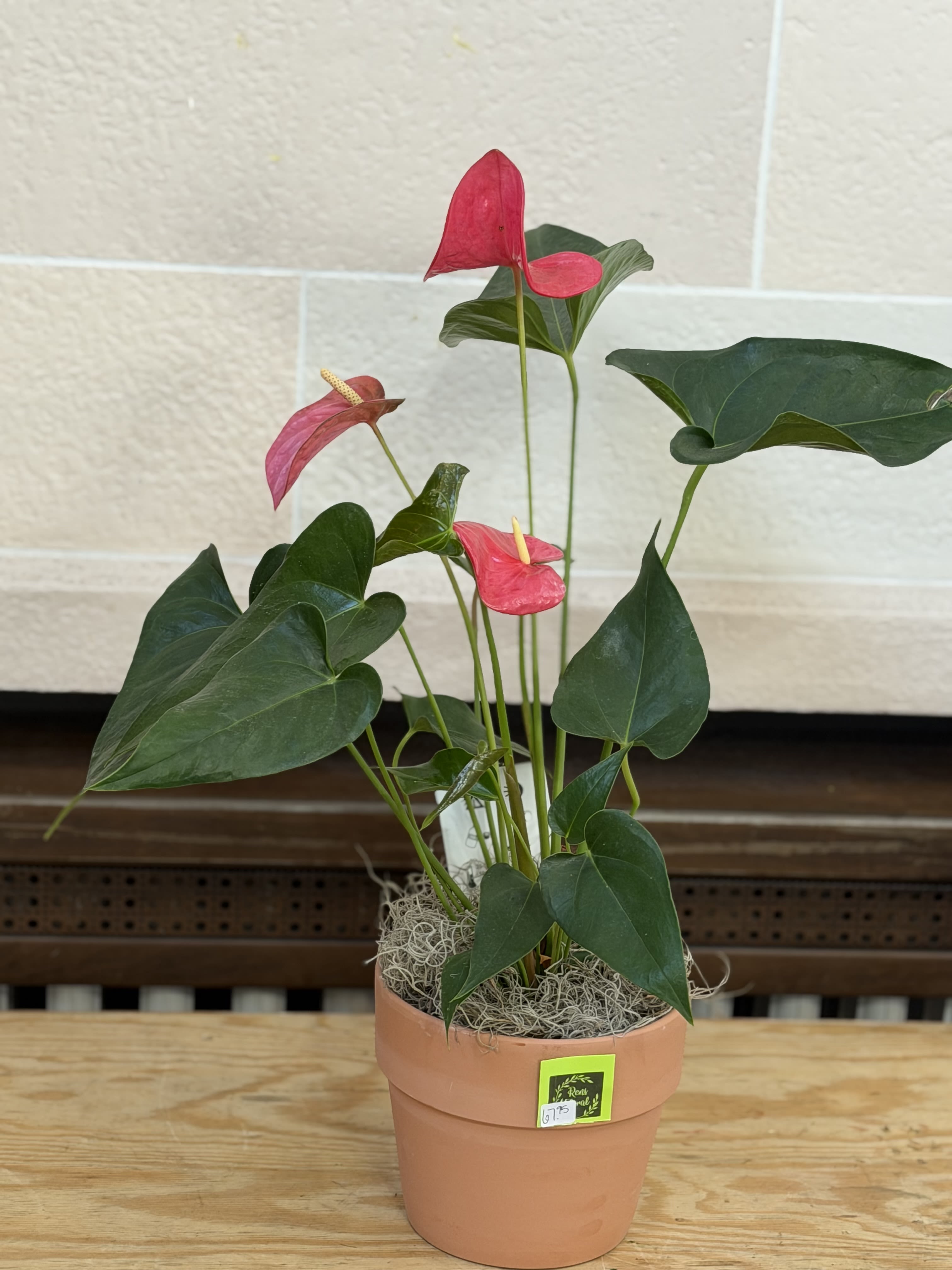 Terracotta Pot Anthurium  - A 6" anthurium plant in a terracotta pot. 