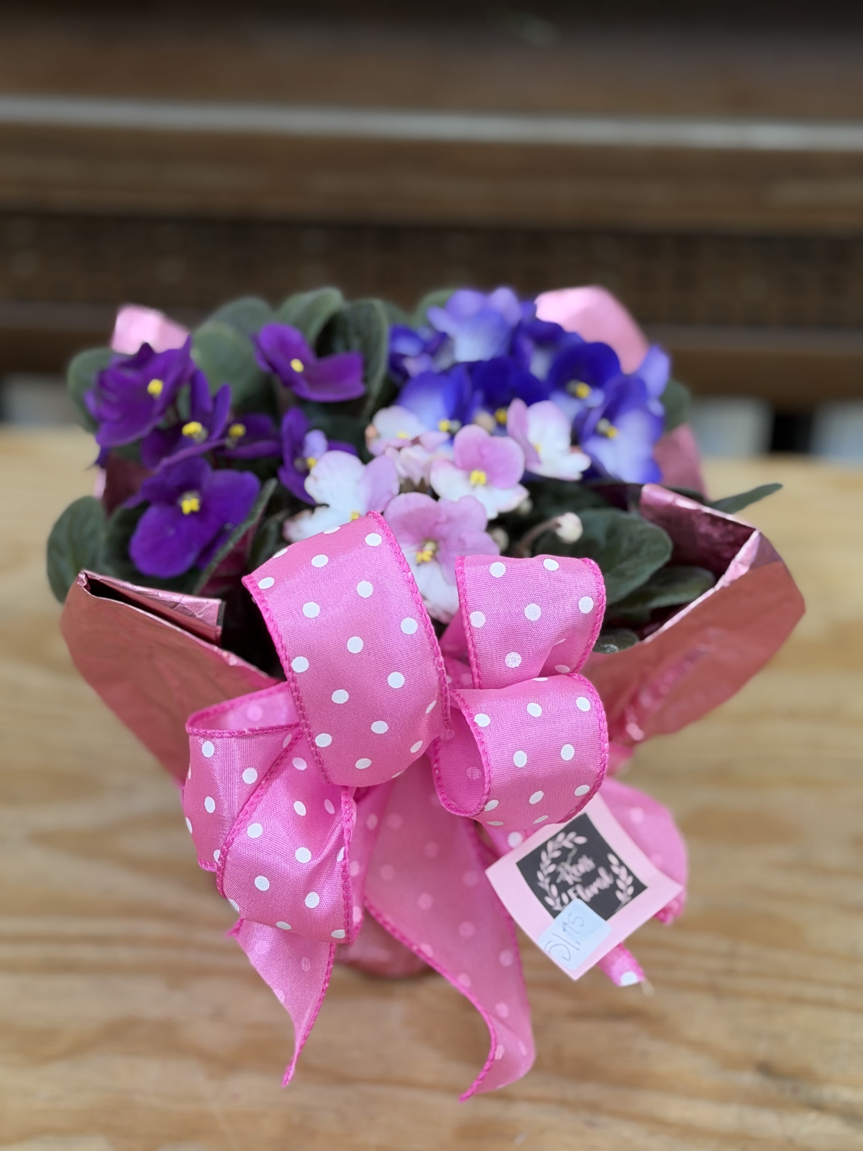 Wrapped African Violet  - A 6" wrapped multicolored African Violet with a bow. 
