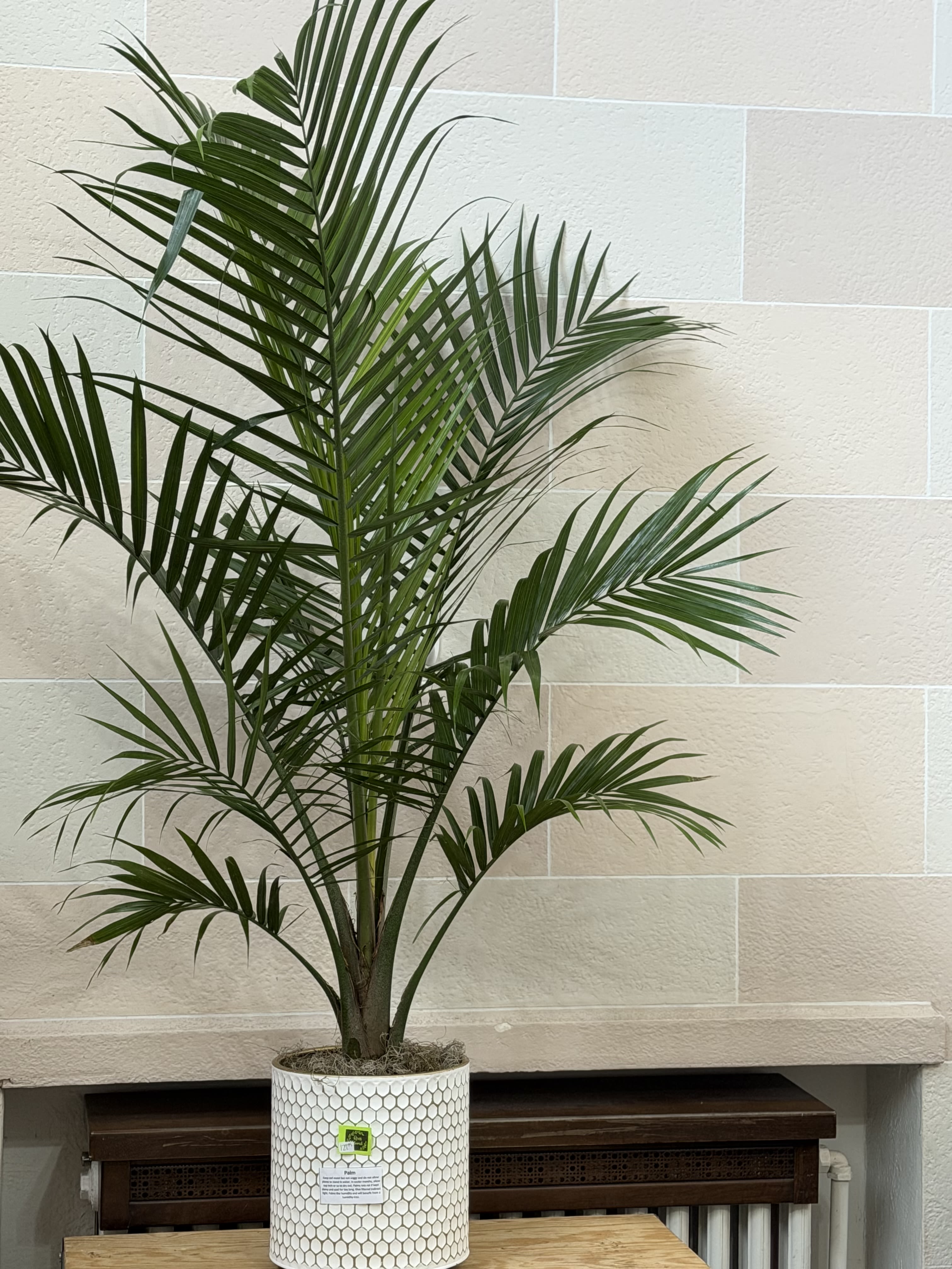 Palm Stand  - An 8" Palm planted in a stand with magnetic removable legs. 