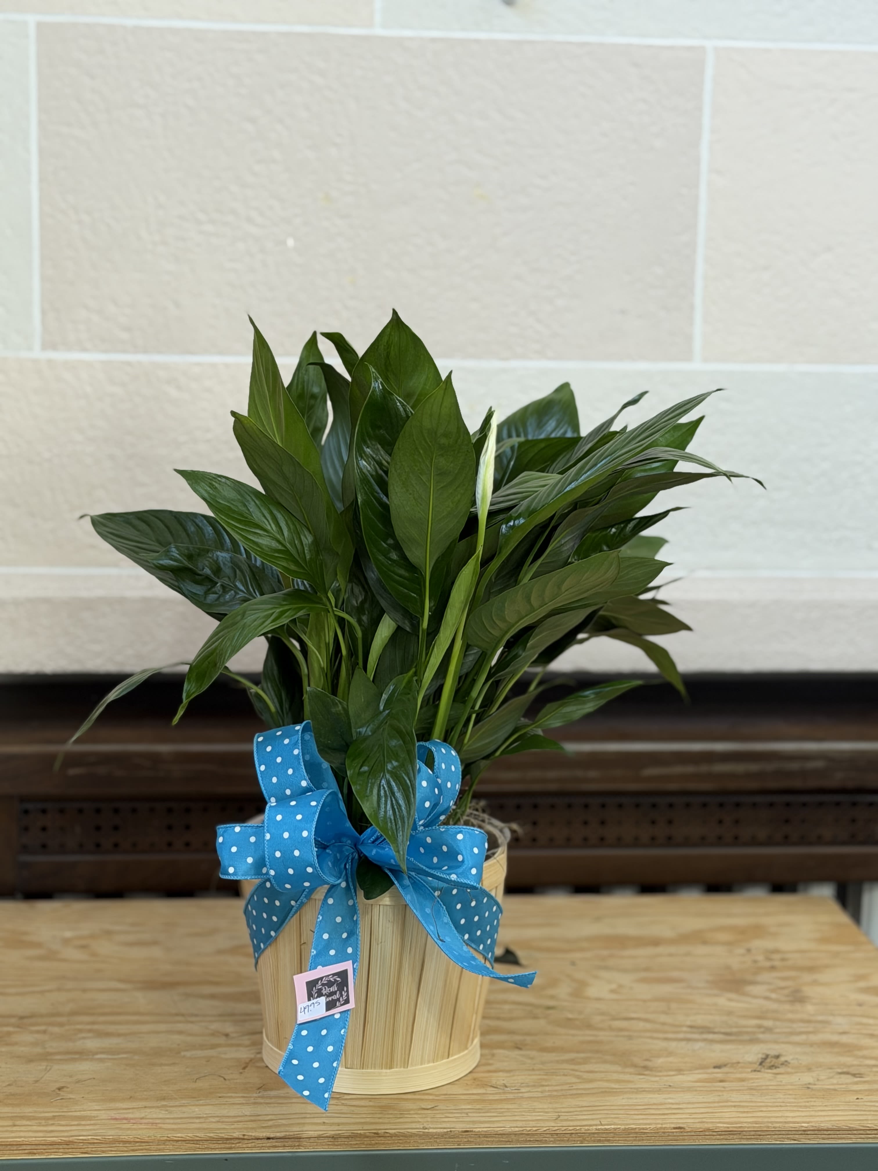 Fancy Peace Lily  - A 6" Peace Lily in a basket with a bow. 