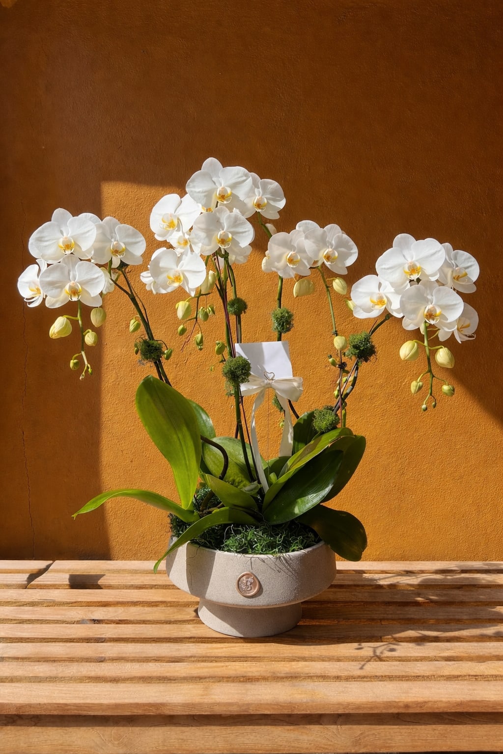 Cascading Orchid Elegance  - A refined and timeless arrangement featuring five cascading white orchid plants, gracefully designed to create an elegant and luxurious display. Each bloom flows delicately along the stems, showcasing natural movement, purity, and sophistication.  Presented in a modern vessel and finished with thoughtful details, this orchid garden is perfect for long-lasting beauty, home décor, or a meaningful gift that conveys grace, elegance, and enduring love. Approx. 27 inches in height.