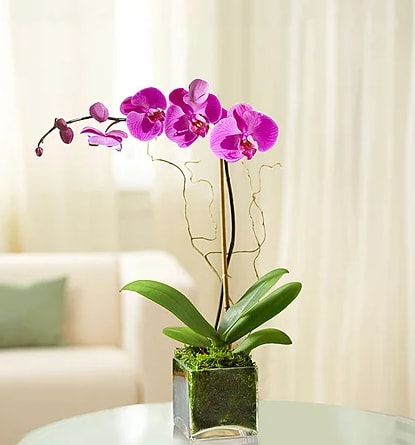 Purple Orchid Plant  -  Bright pink-purple flowers with delicate white and yellow centers. The blooms are flat and rounded, arranged along a single arching stem.   Thick, glossy green leaves at the base, broad and slightly curved.  