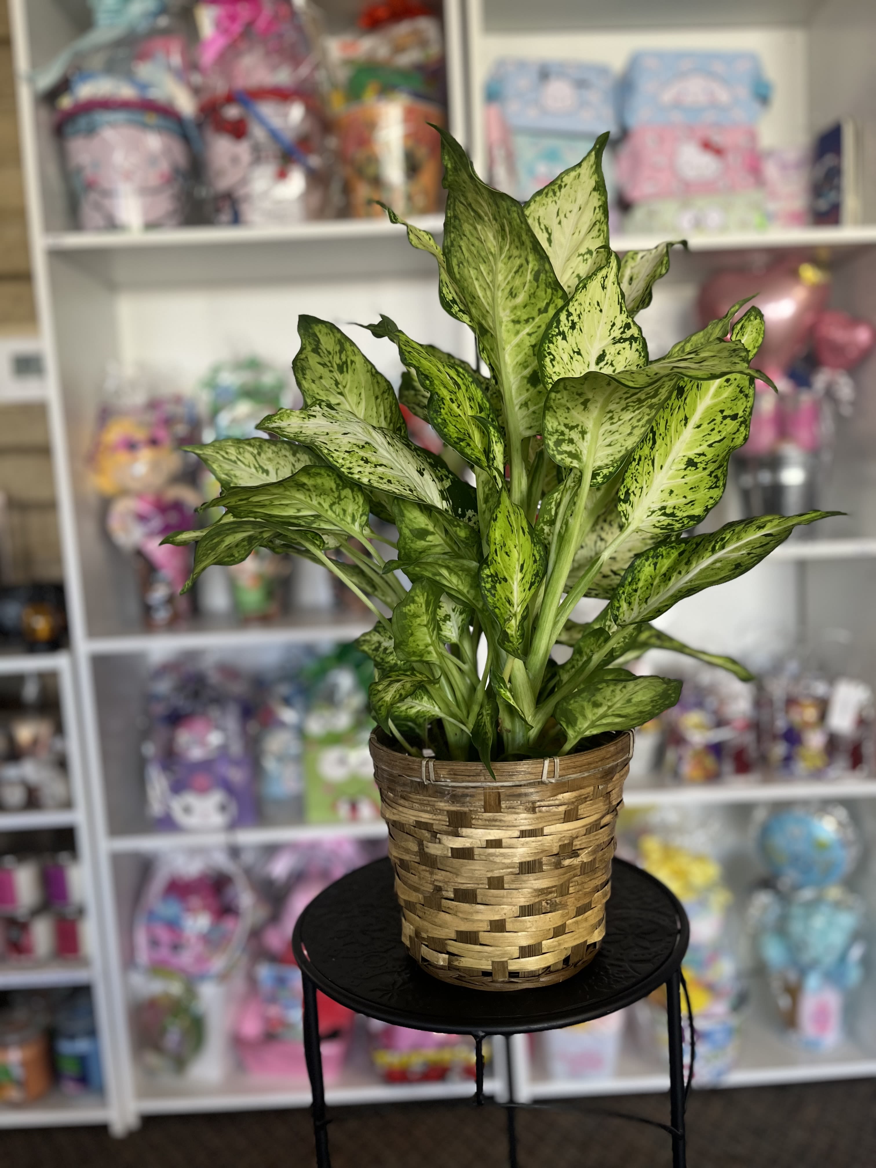 Aglaonema Plant  - Six inch plant 