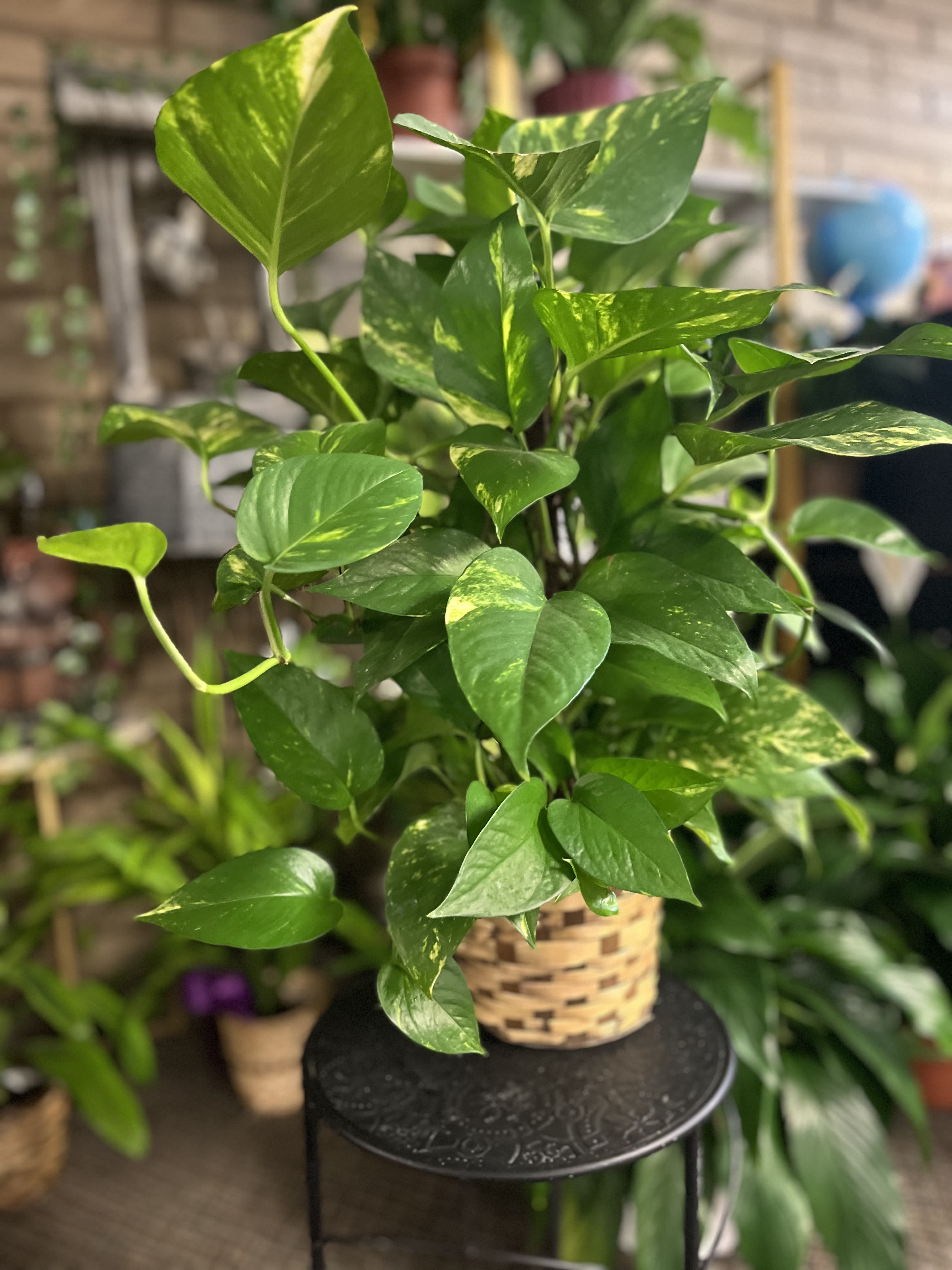 Potho pole six inch plant - Six inch potho plant 