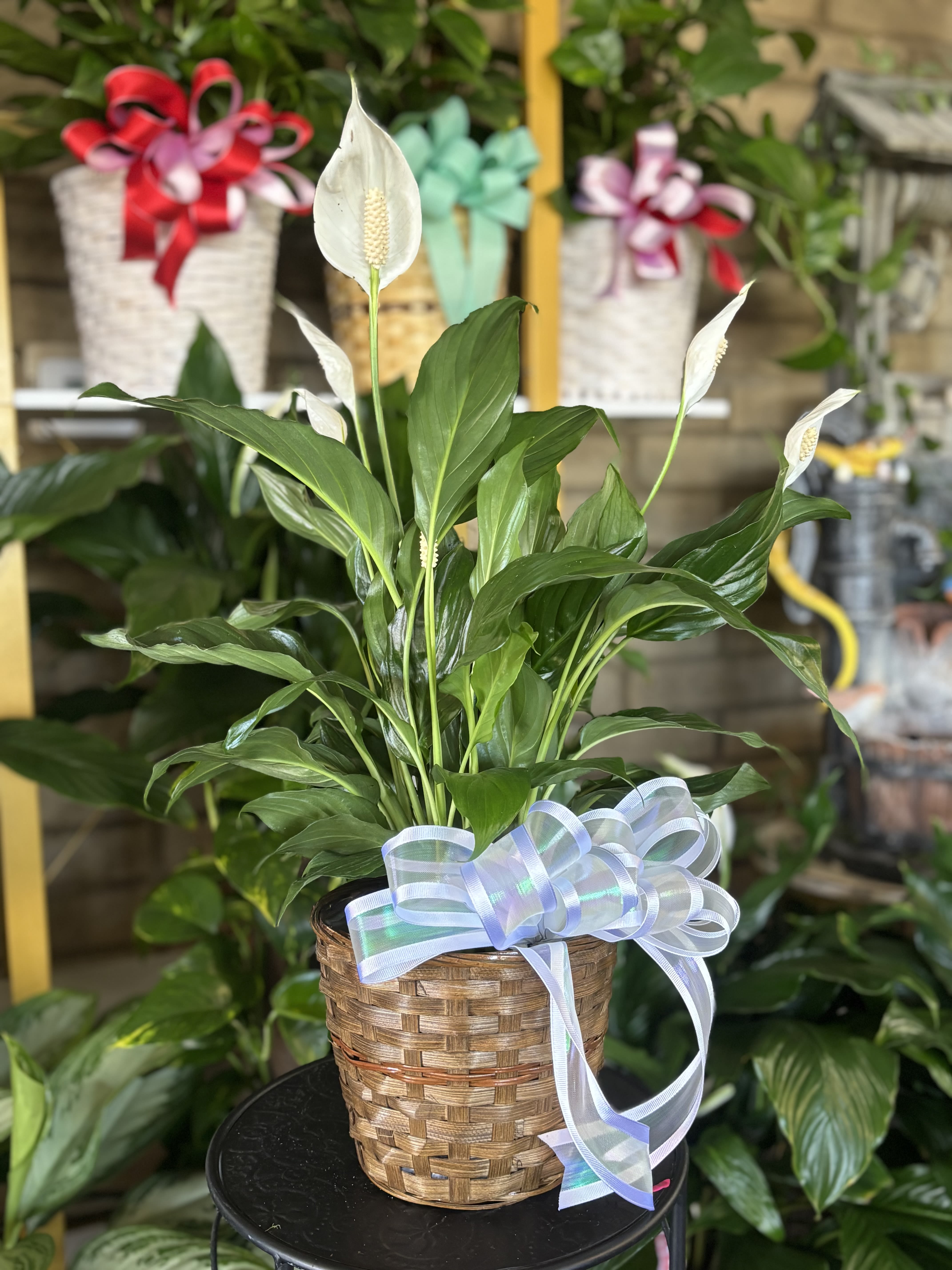 Peace Lily Six Inch Brown Basket  - peace lily 6 inch 
