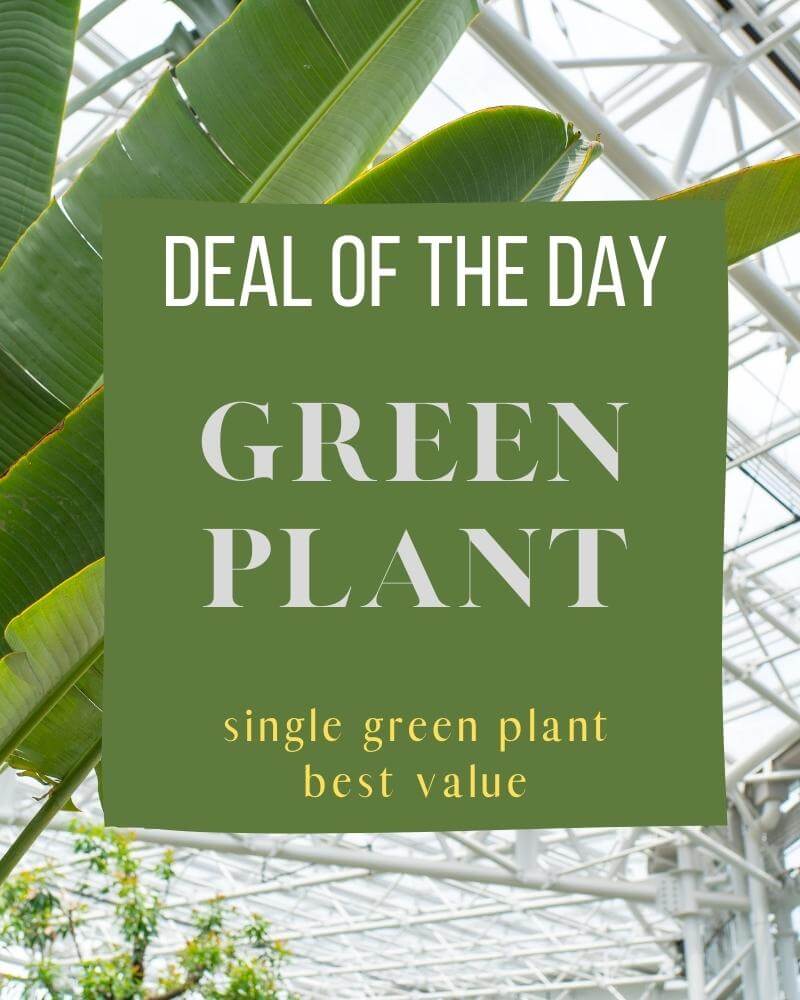 Green Plant Deal of the Day - Let our Designers pick the perfect in season green plant for your special occasion. As Shown : TMF-GP