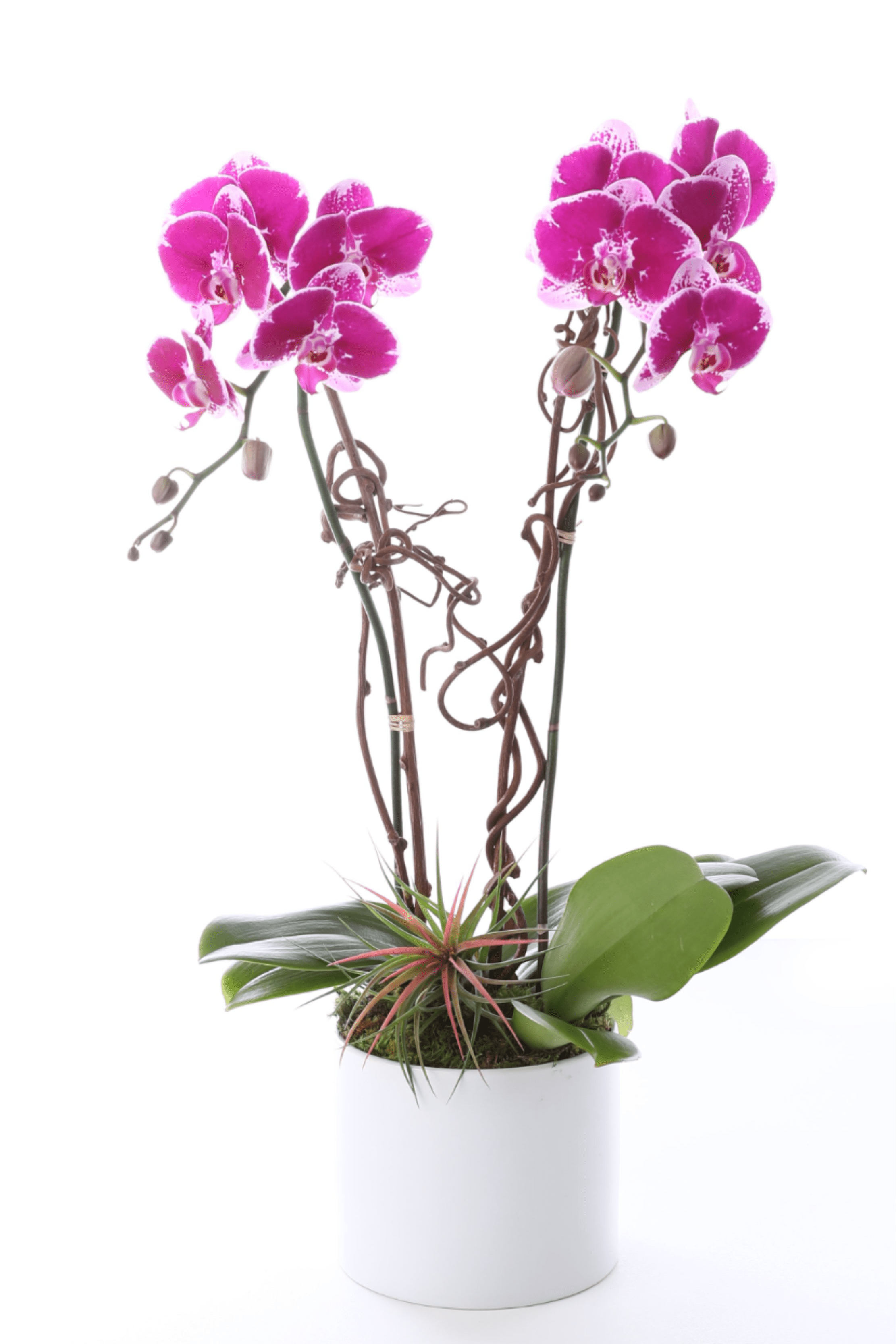 PALM BEACH PLUM - A graceful purple orchid plant featuring rich, jewel-toned blooms that rise above glossy green leaves. Known for its long-lasting flowers and refined beauty, this orchid adds a touch of timeless elegance to any space.