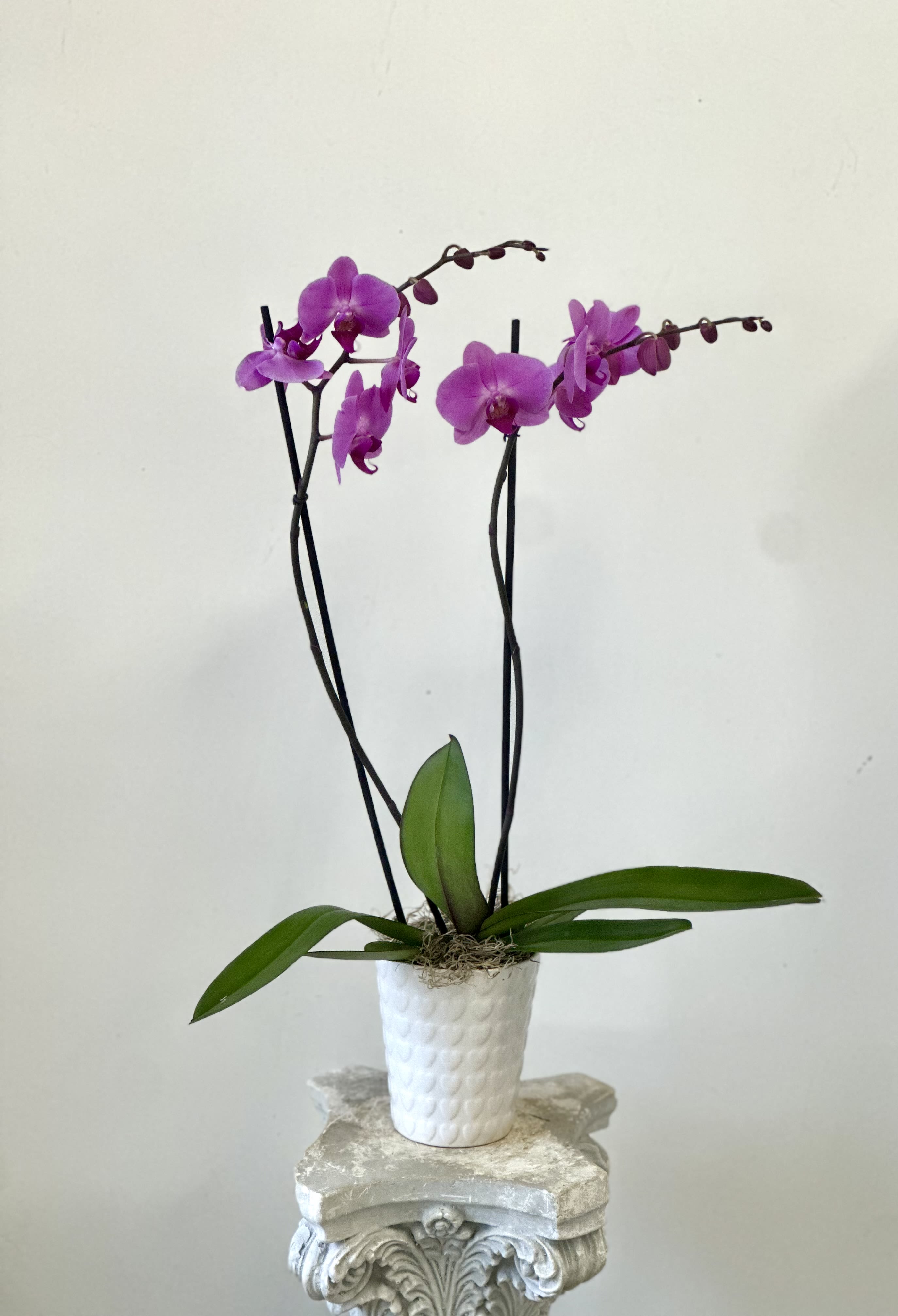 Phalaenopsis Orchid by Westford Florist Floral Art by Veny - Elevate your space with the exquisite Phalaenopsis Orchids by Westford Florist Floral Art by Veny. Known for their stunning appearance and graceful blooms, these orchids bring an air of elegance to any environment. With approximately seventy species in the Orchidaceae family, moth orchids are celebrated for their vibrant colors that seamlessly complement both modern and classic décor. These beautifully crafted plants require minimal care—simply water them weekly with three ice cubes and position them in a bright location. Ideal for enhancing your home or as a thoughtful gift, our White Phalaenopsis Orchids promise to flourish with ease while adding a touch of sophistication to every occasion. Transform your surroundings effortlessly with this timeless floral choice from Westford Florist.  