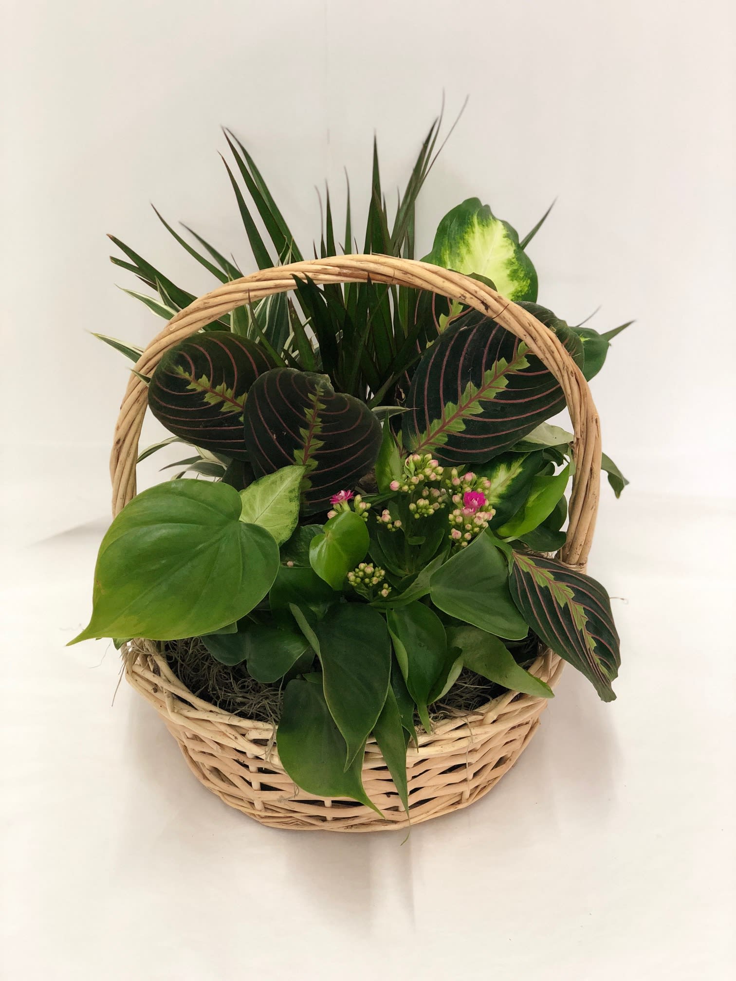 Our Living Spirit Dish Garden - The Living Spirit Dish Garden is a wonderful display of our finest plants to honor the life of your loved one. A palm plant peace llly plant dracaena plant and a philodendron plant are lush and lovely accented with a splash of color from a kalanchoe. Seated in a 7-inch woodchip rectangular basket this dishgarden conveys your most heartfelt sympathy while offering hope for brighter days ahead. Approximately 18"H x 13"W.  PLANTS WILL VARY DEPENDING ON AVAILABILITY.   FCF-S25-4493