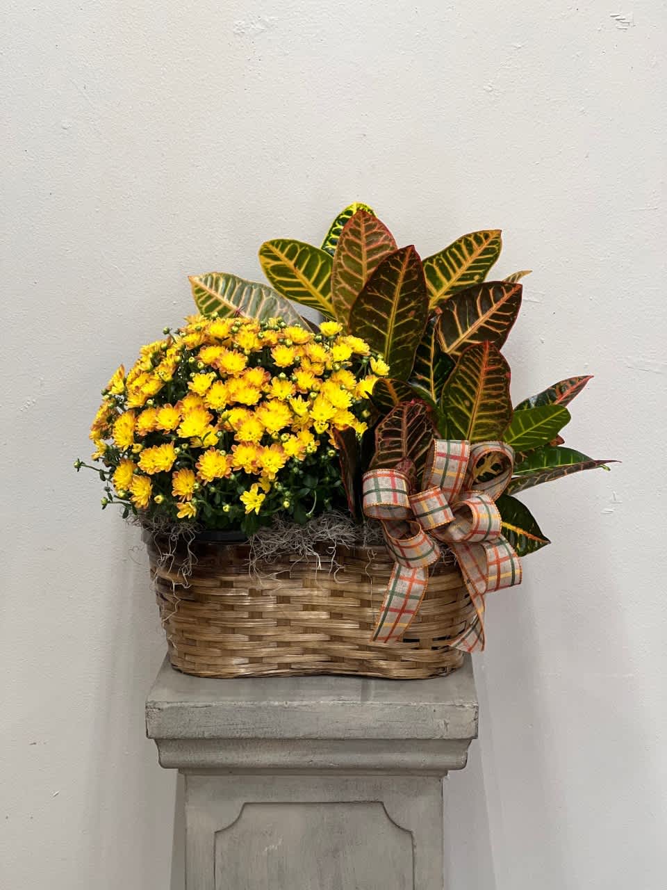 Double FALL Basket  - A blooming and green plant together, perfect for fall!  (pictured: a fall mum and croton plant) Plants and colors may vary depending on availability. 