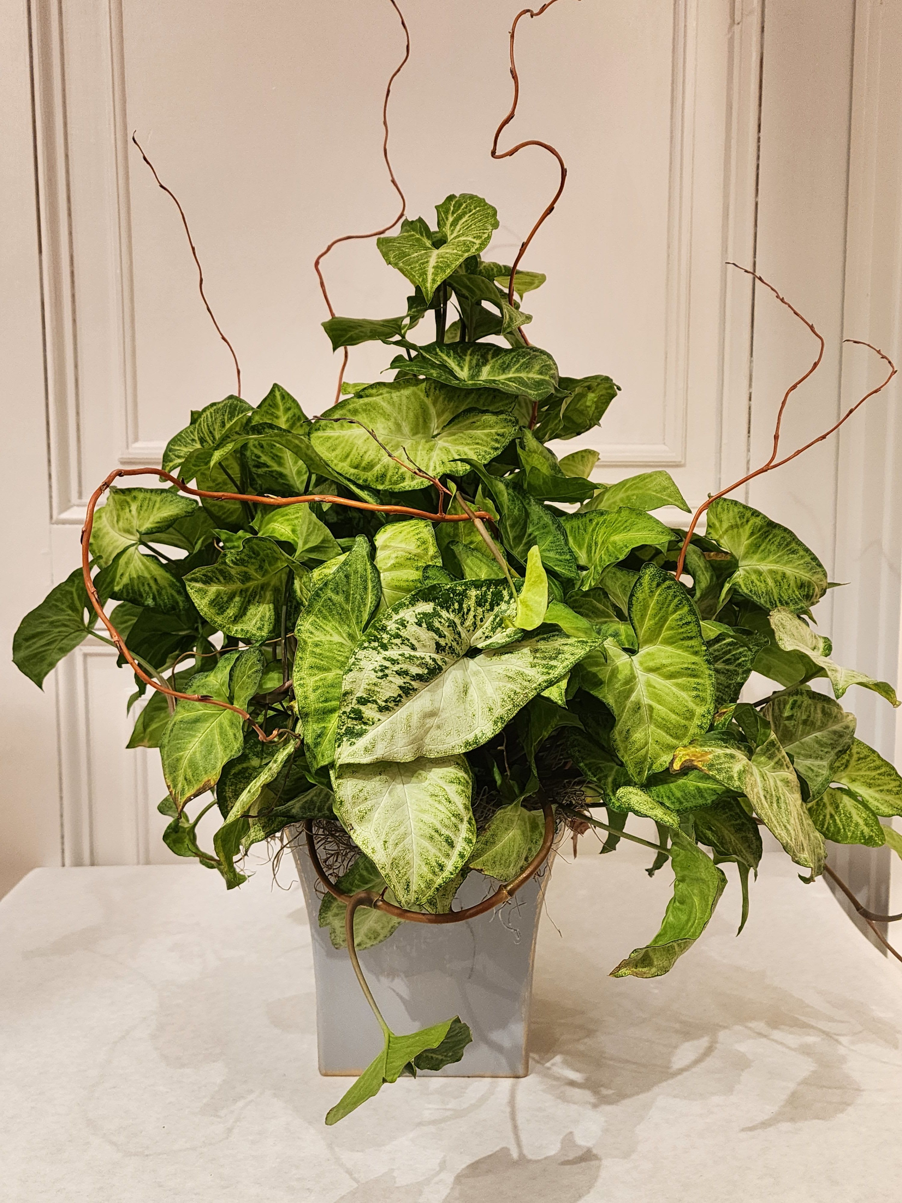 Arrowhead Plant on Pole - A lovely Arrowhead plant is trained on a support pole, dressed in a 6" basket with assorted mosses and pods. Finished with curly willow, this green plant is a touching gesture to send for many reasons.