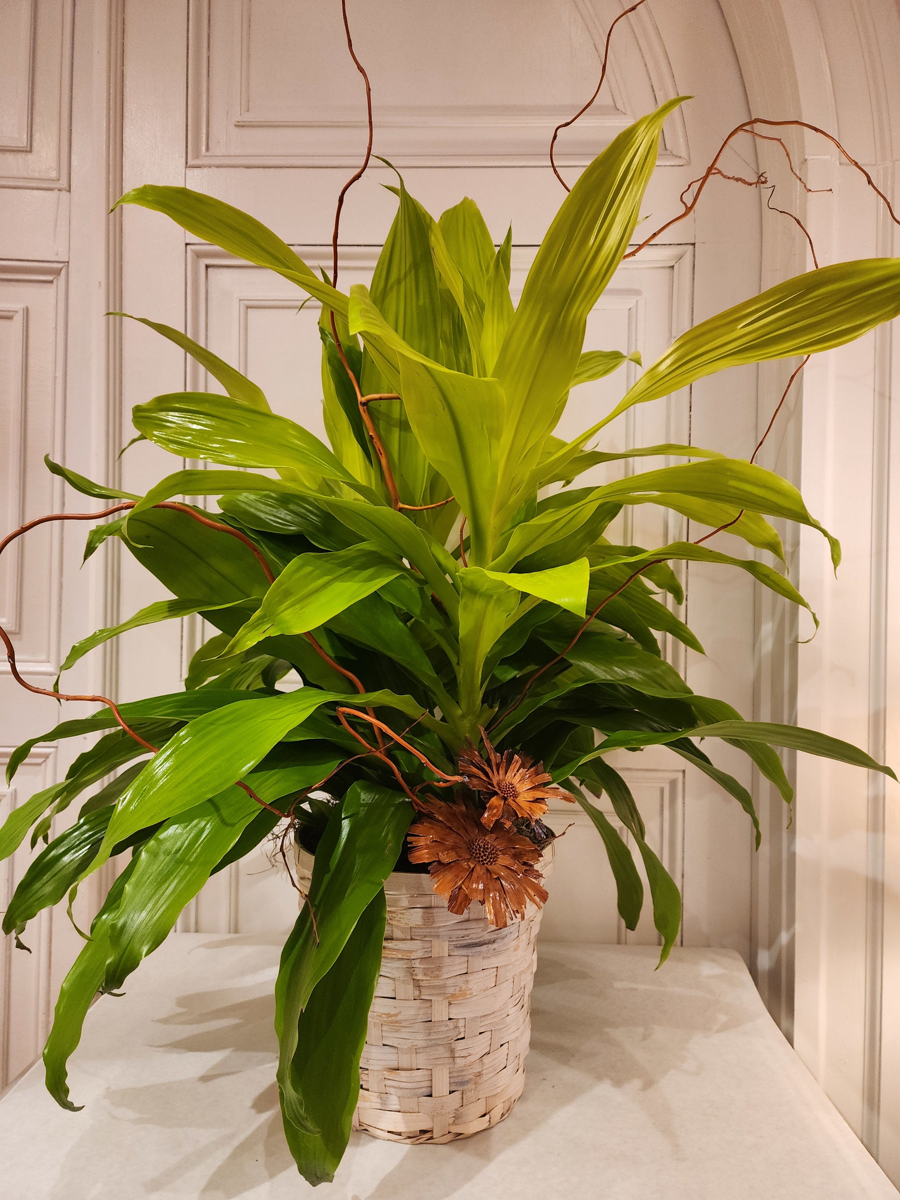 Tropical Plant-Limelight Dracaena - The Limelight Dracaena is a stunning statement plant with its electric chartreuse-green leaves and sleek, upright growth. Its bright foliage instantly lifts any room, making it a favorite for home and office décor. With minimal care needs and maximum visual impact, it’s a go-to gift for sending fresh energy and good vibes.