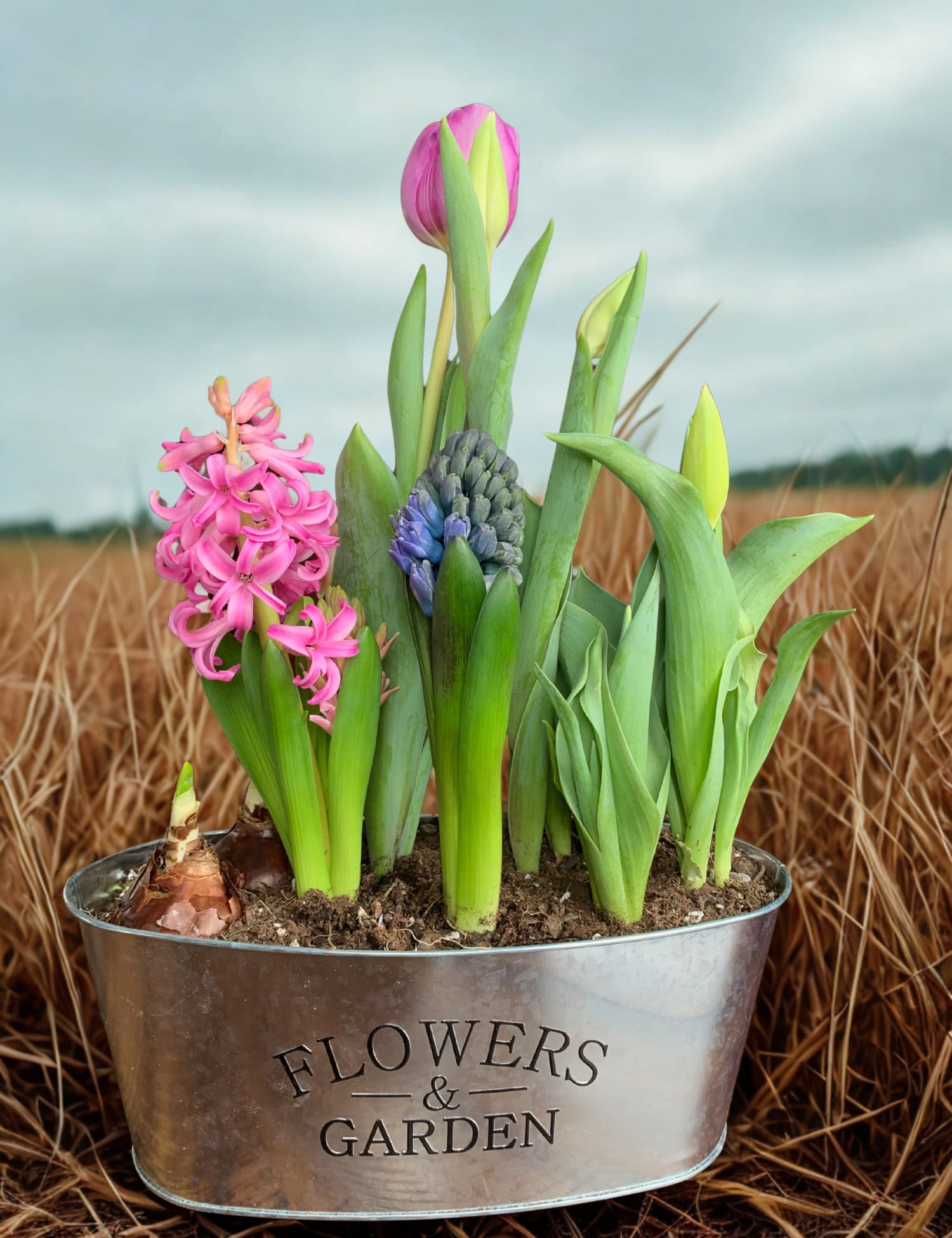 Thoughts of Spring Bulb Assortment - A Midwest favorite for early spring!  Cold-hardy tulips, daffodils, crocuses, hyacinths, and  more planted together to bloom indoors in late winter. So many colors. So much creativity. Display in a  cool, sunny window and enjoy a fresh burst  of spring while winter lingers outside. 