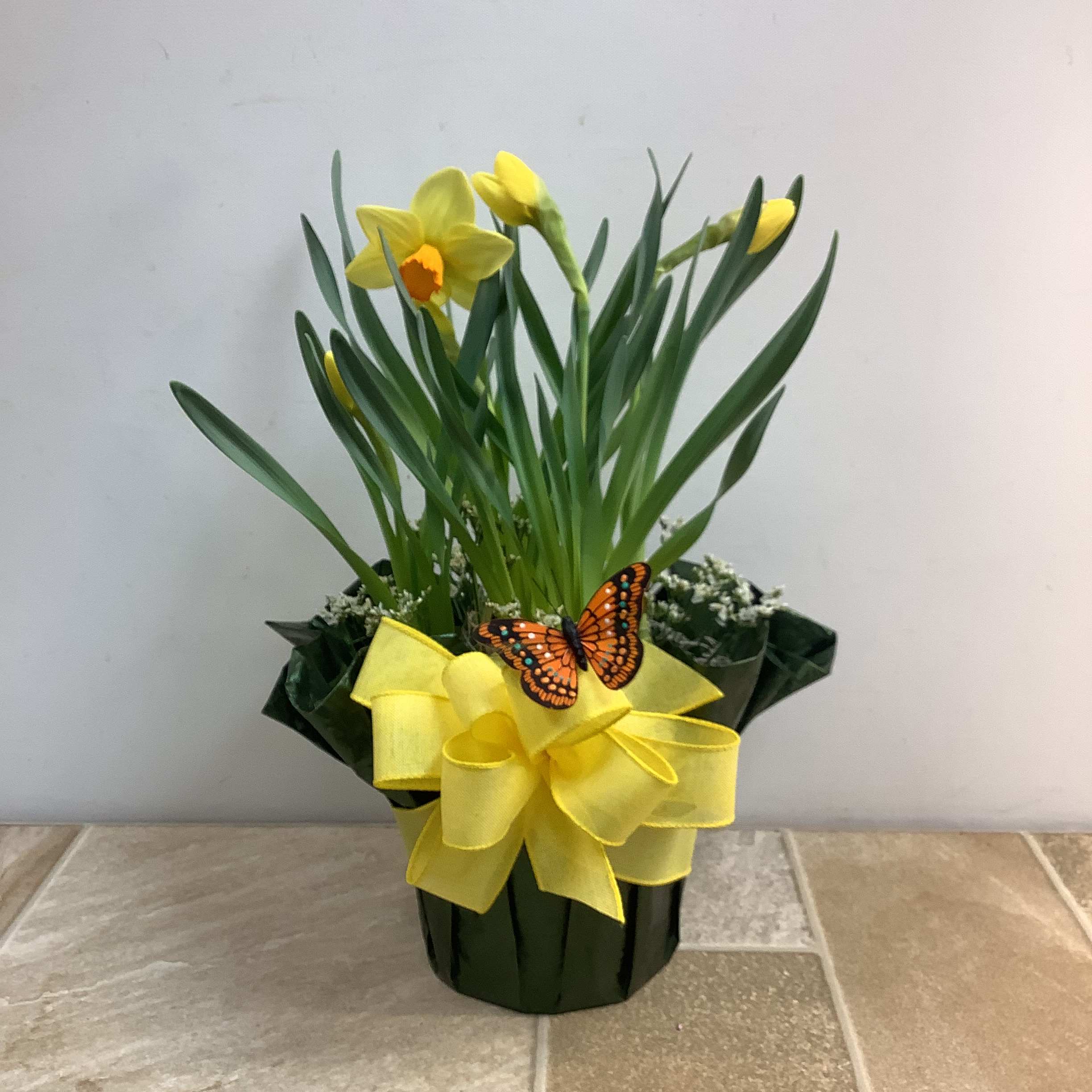 Yellow Orange Daffodil Garden - Capture the beauty of Spring with our pre-planted daffodil bulb garden. Simply set it in a sunny window for a delightful growing display of beautiful blooms. A wonderful living gift that’s sure to please. 
