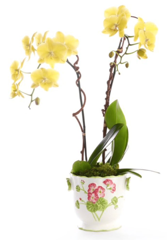 VINTAGE BUTTERCUP - A graceful double-stem yellow phalaenopsis orchid arranged in an antique charming floral ceramic vase, designed to bring warmth and light into any space. Soft buttery blooms cascade naturally above lush green foliage, accented with textural moss for a polished, garden-inspired finish. This orchid arrangement feels cheerful yet sophisticated—perfect for brightening entryways, dining tables, offices, or as a thoughtful, long-lasting gift. We only have 2 of these vases in stock.
